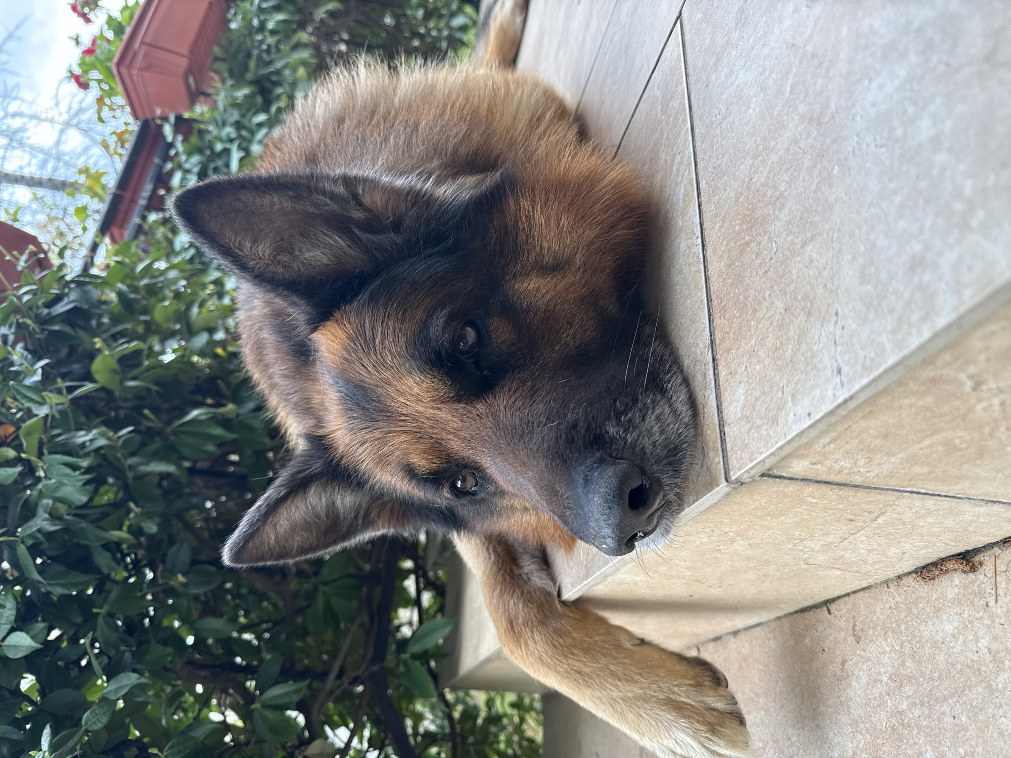 German Shepherd rests on tiles near garden planter