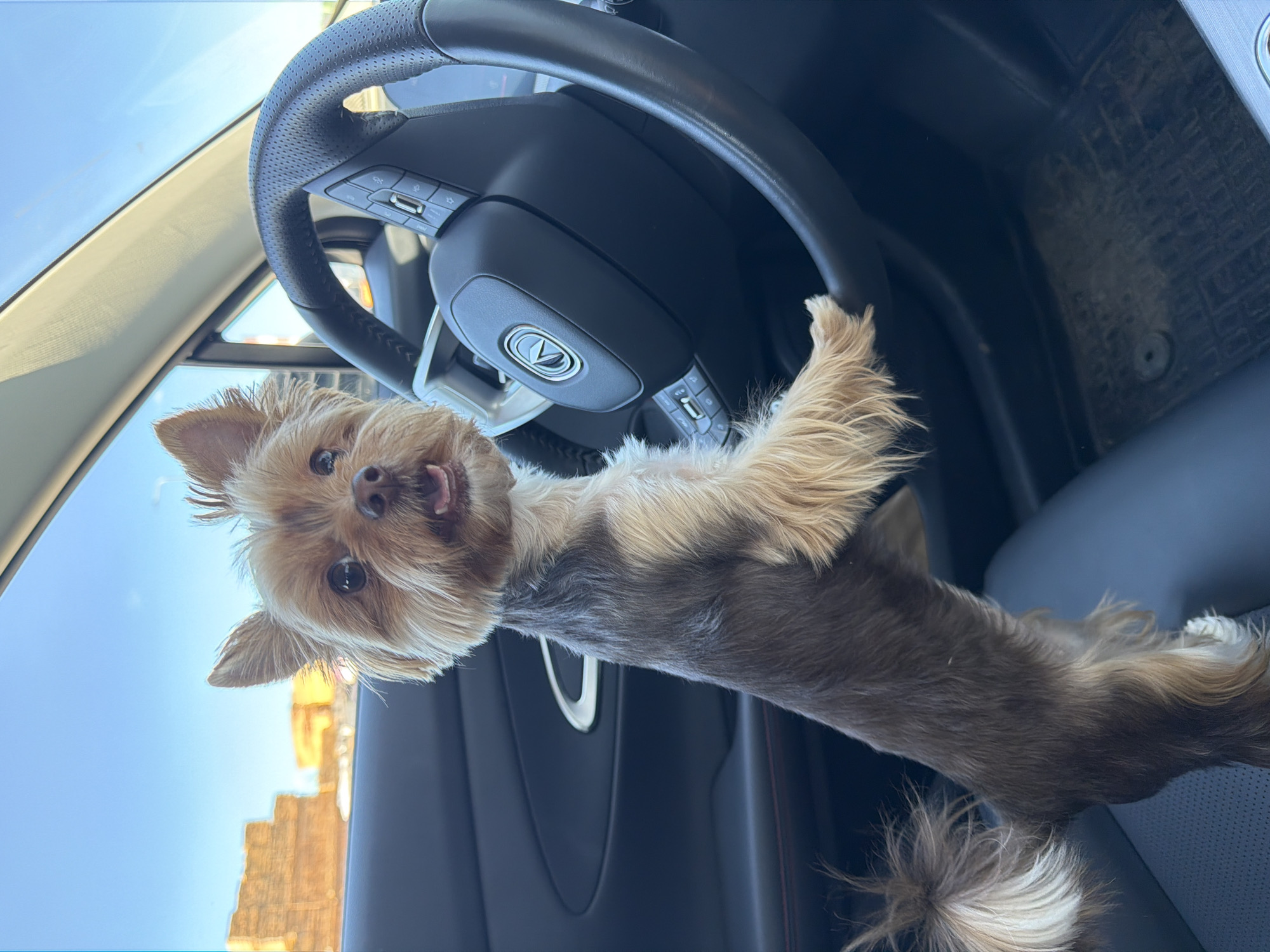 Yorkshire Terrier claims the driver's seat in Mytishchi