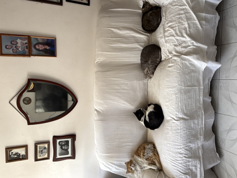 Four cats lounge on couch during quiet evening in Puebla