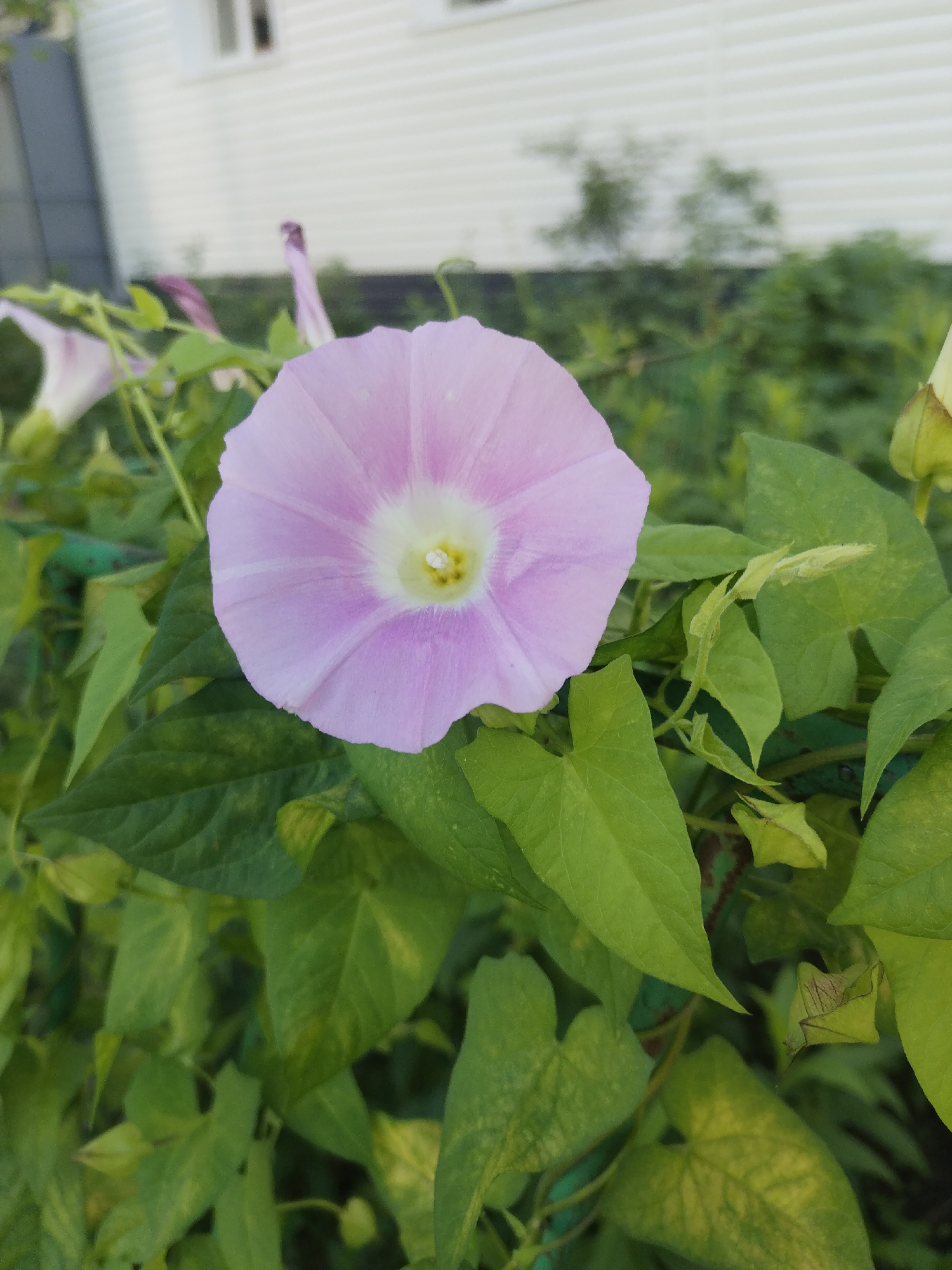 Summer morning wander through a Surgut neighborhood's gardens and yards