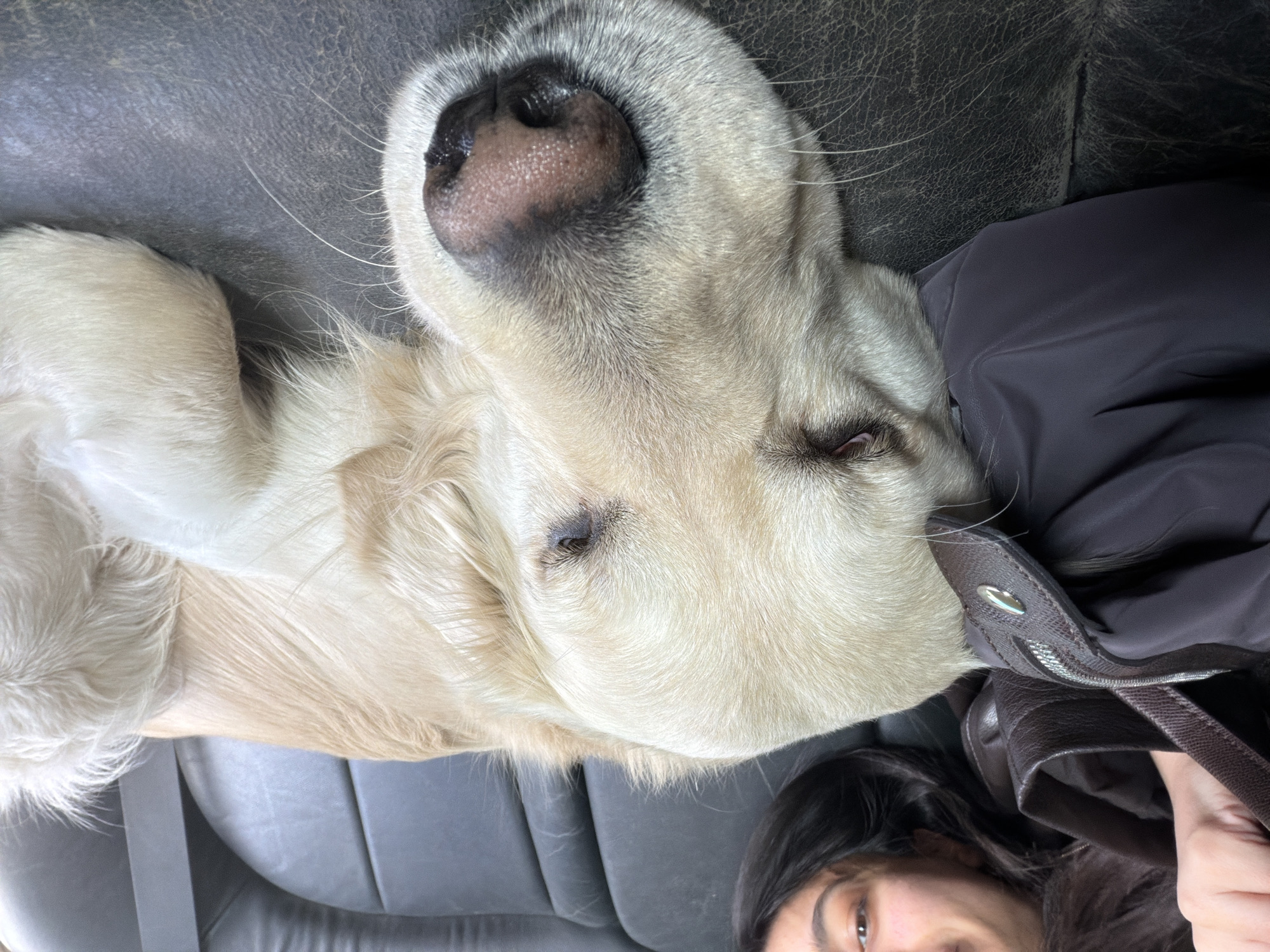 Driver and golden retriever photographed during car trip in Yerevan