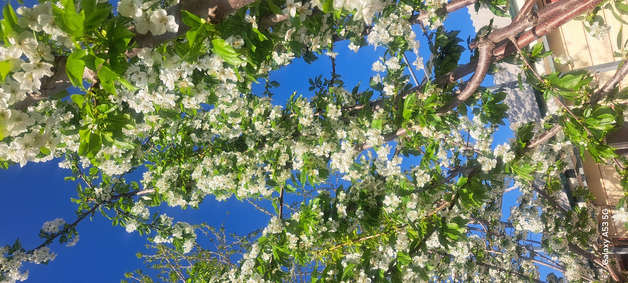 Spring blooms captured in Katta-Ravat, Uzbekistan