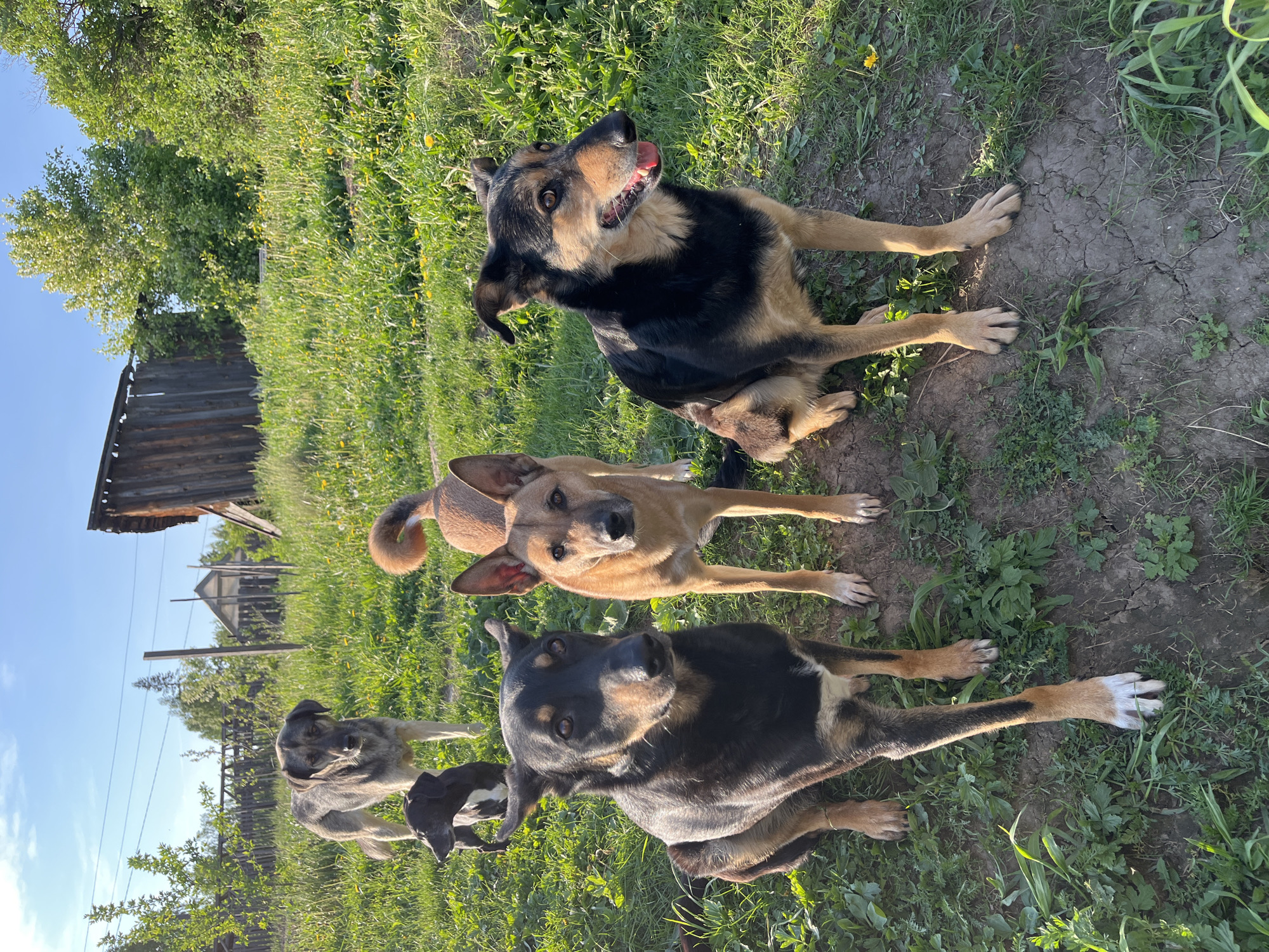 Dogs rest, play and share pizza in Nizhny Tagil