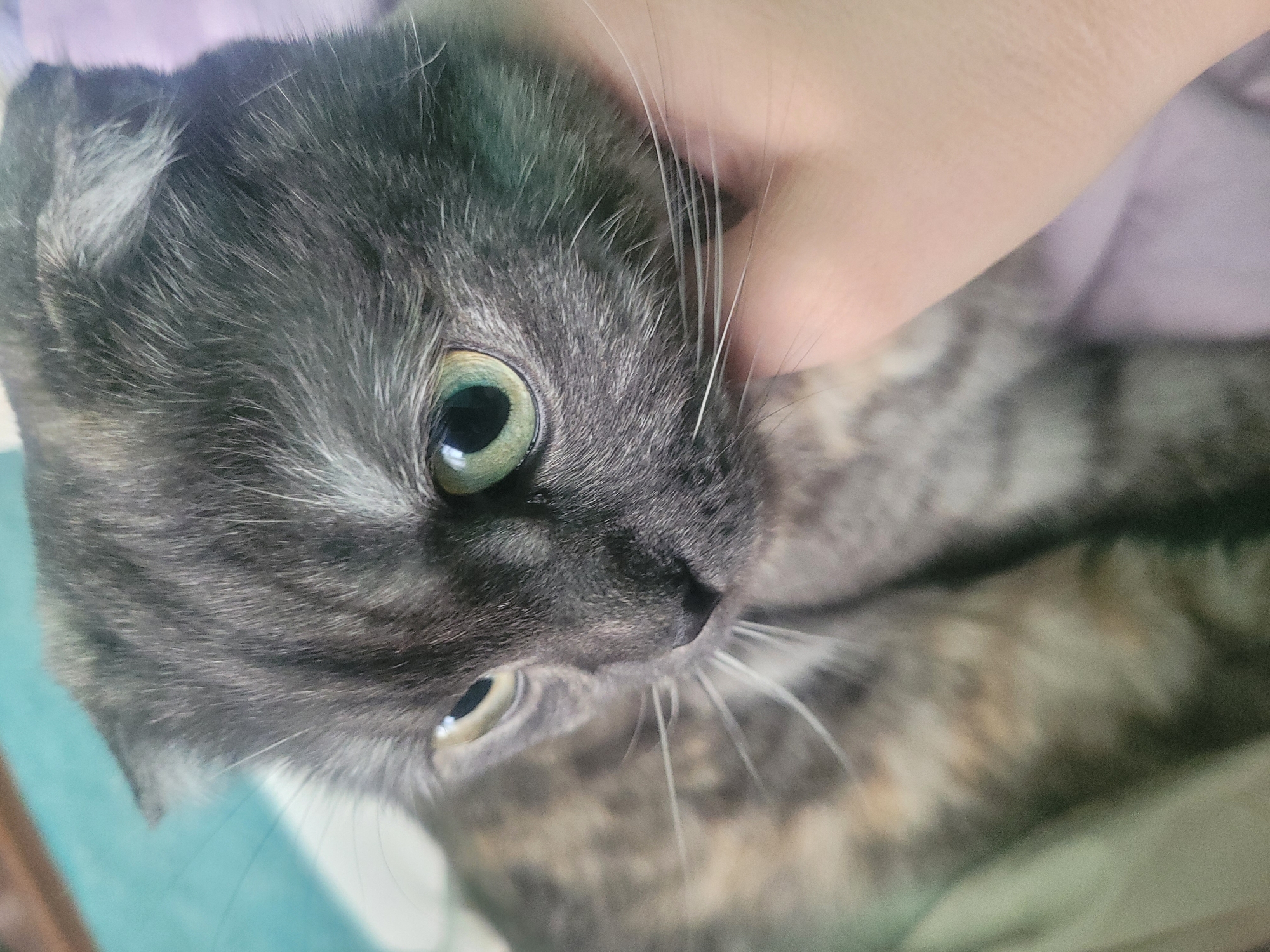 Tortoiseshell cat photographed being petted indoors in Izhevsk