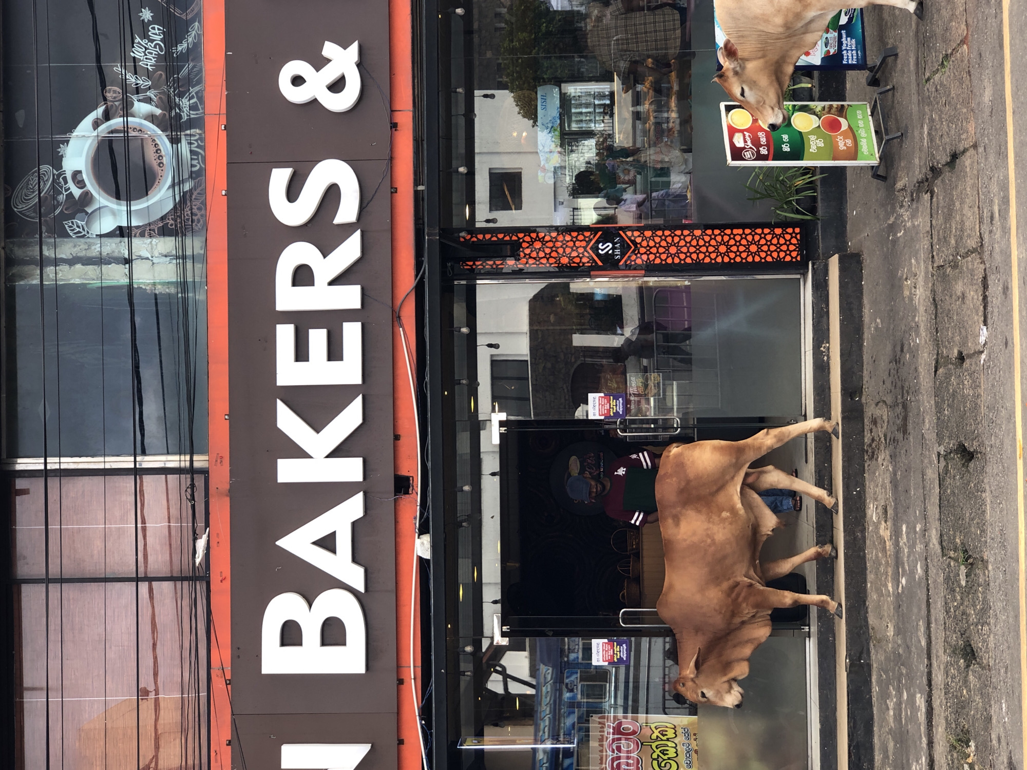 Cow roams Galle's bakery strip on a quiet morning