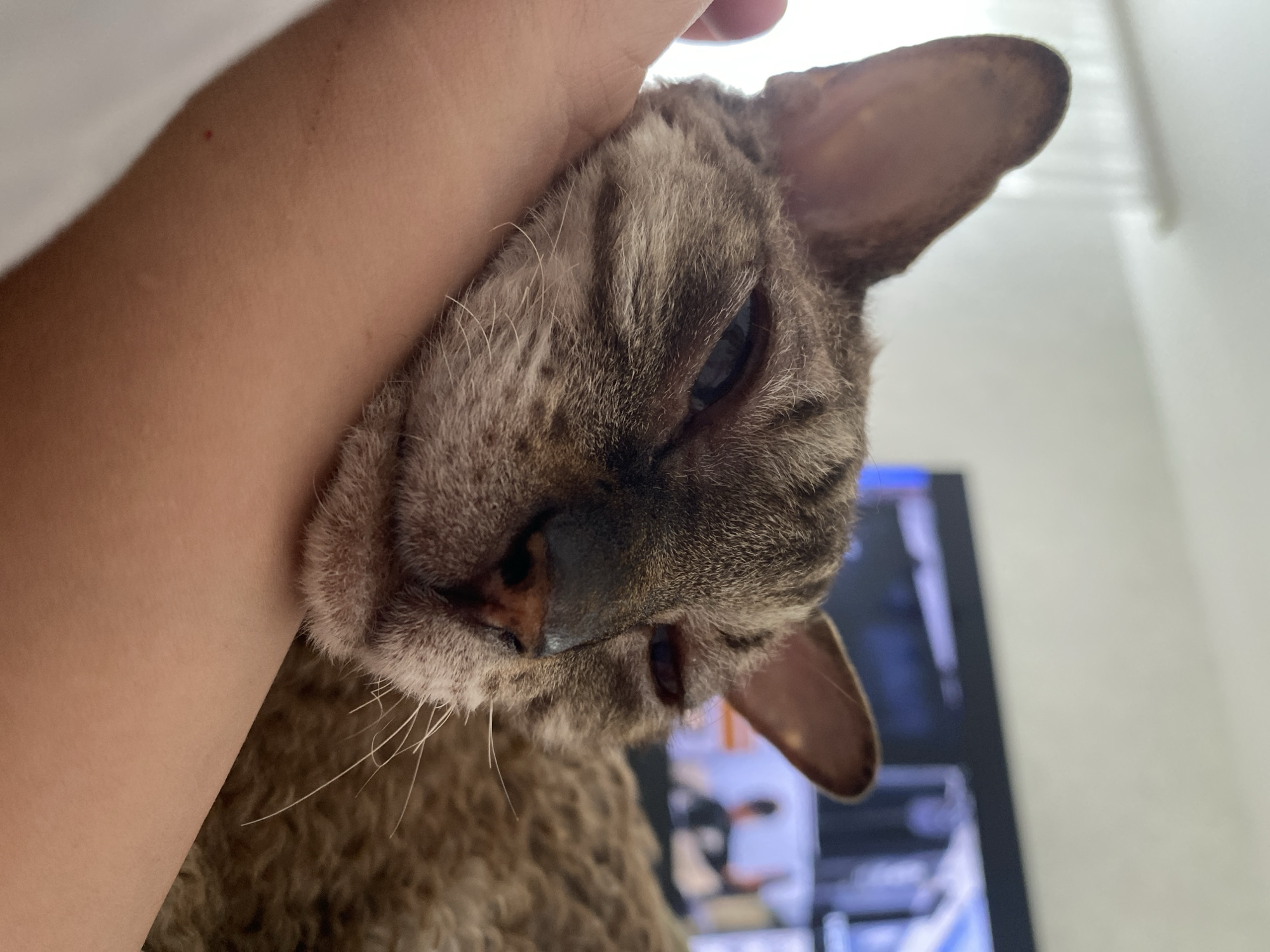 Lazy afternoon at home with cats and dogs in Perm