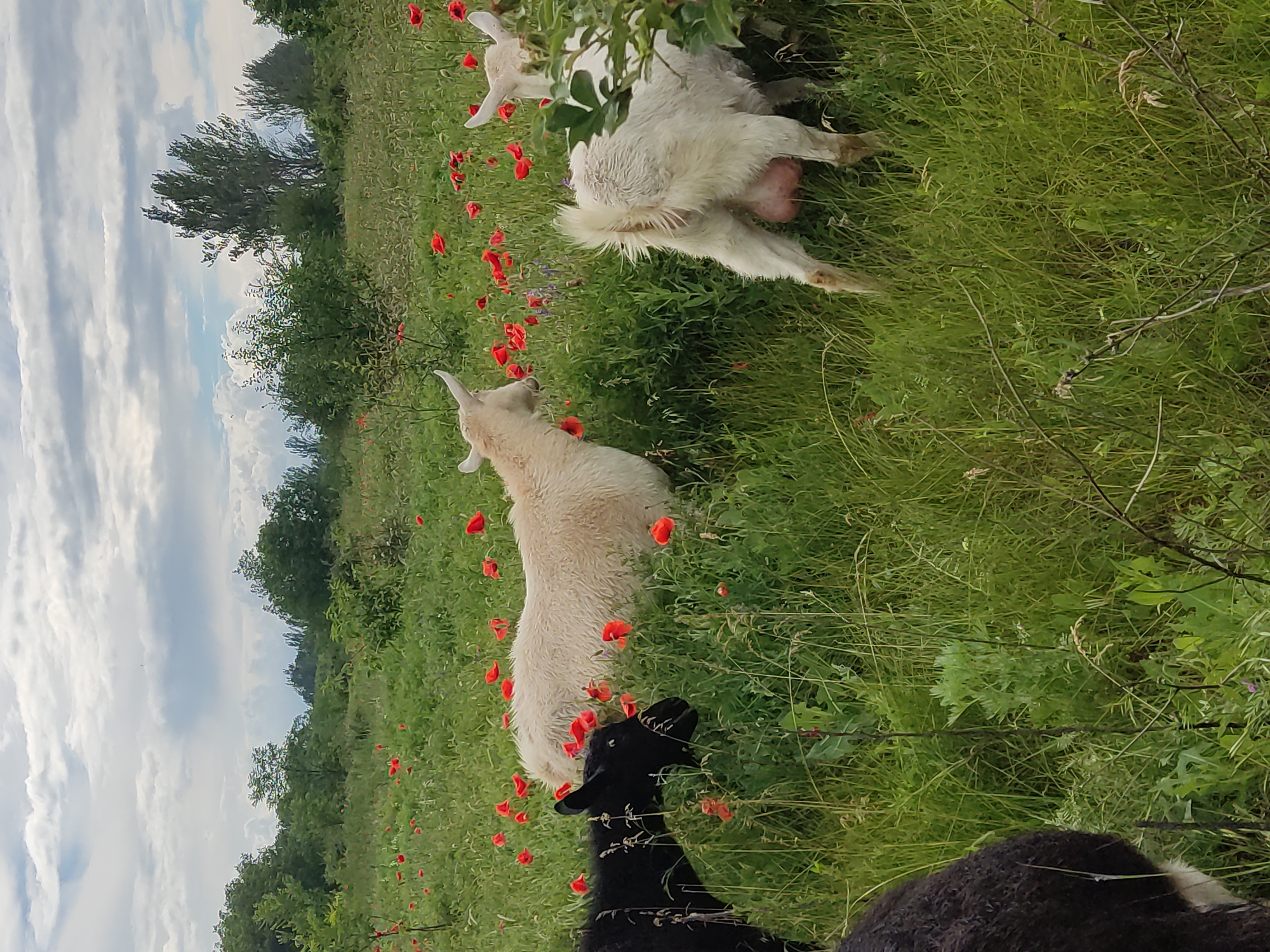 Goats graze poppy meadow in Mar'yanivka Ukraine