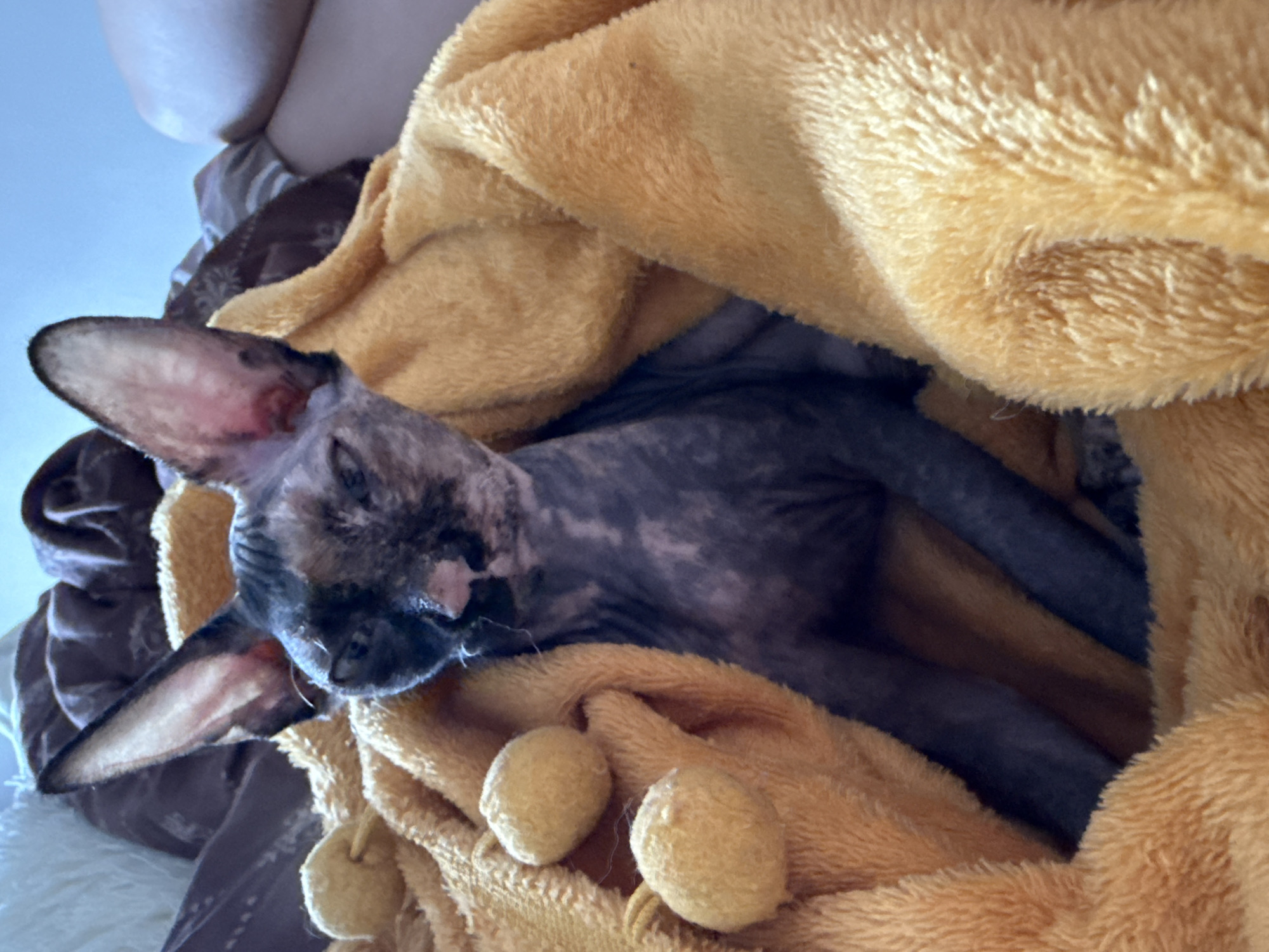 Sphynx cat sleeps under golden blanket indoors