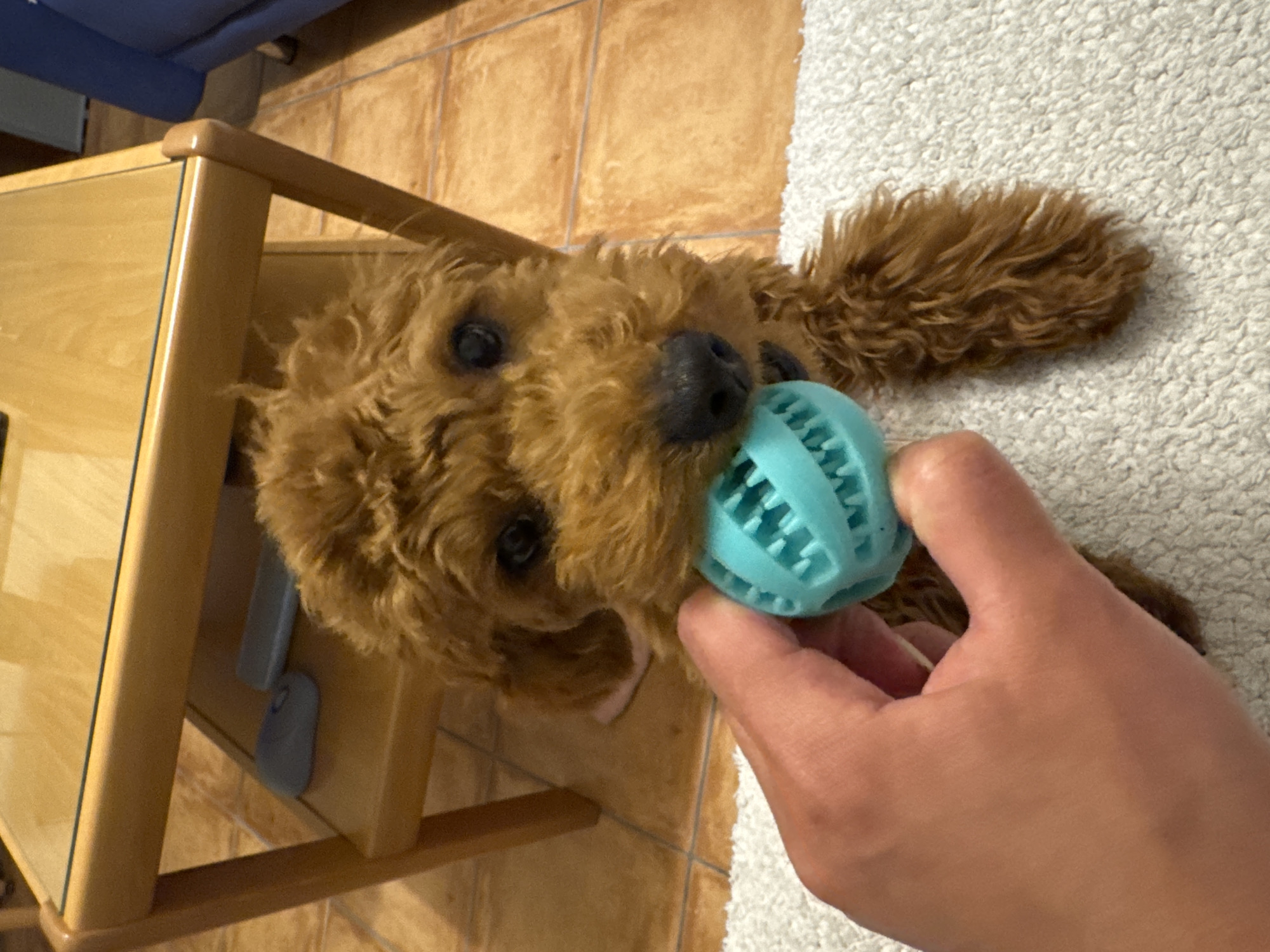 Quiet Sunday moments: puppy playtime and selfies in Montenegro