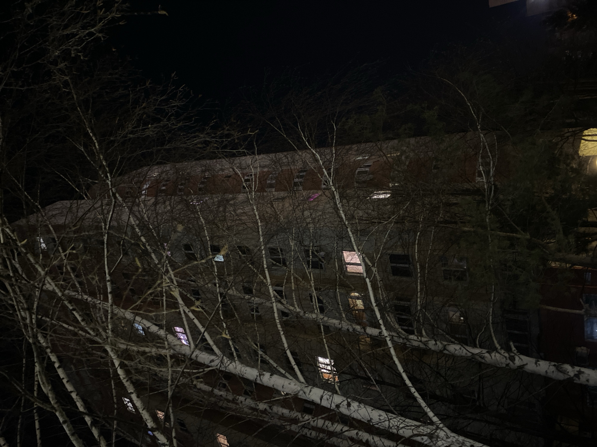 Illuminated apartment building observed through birch trees in Kazan