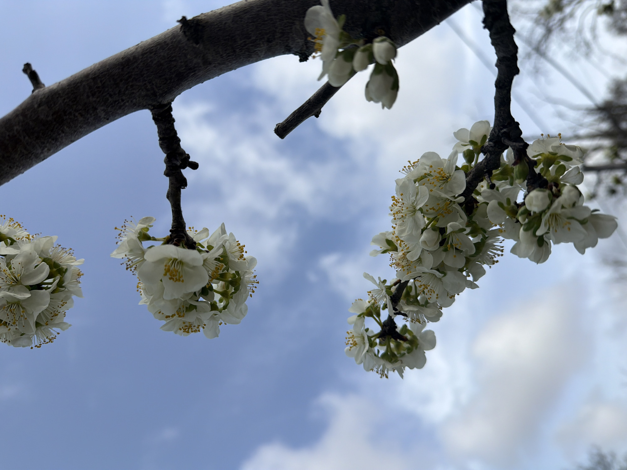 Spring flowers bloom in Varna, Bulgaria