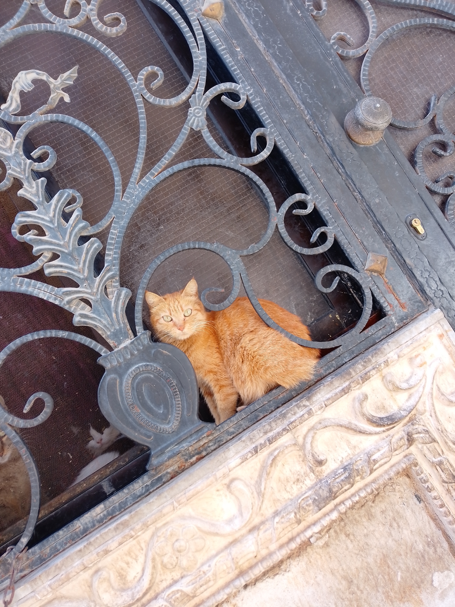 Morning street life documented in Damascus neighborhood