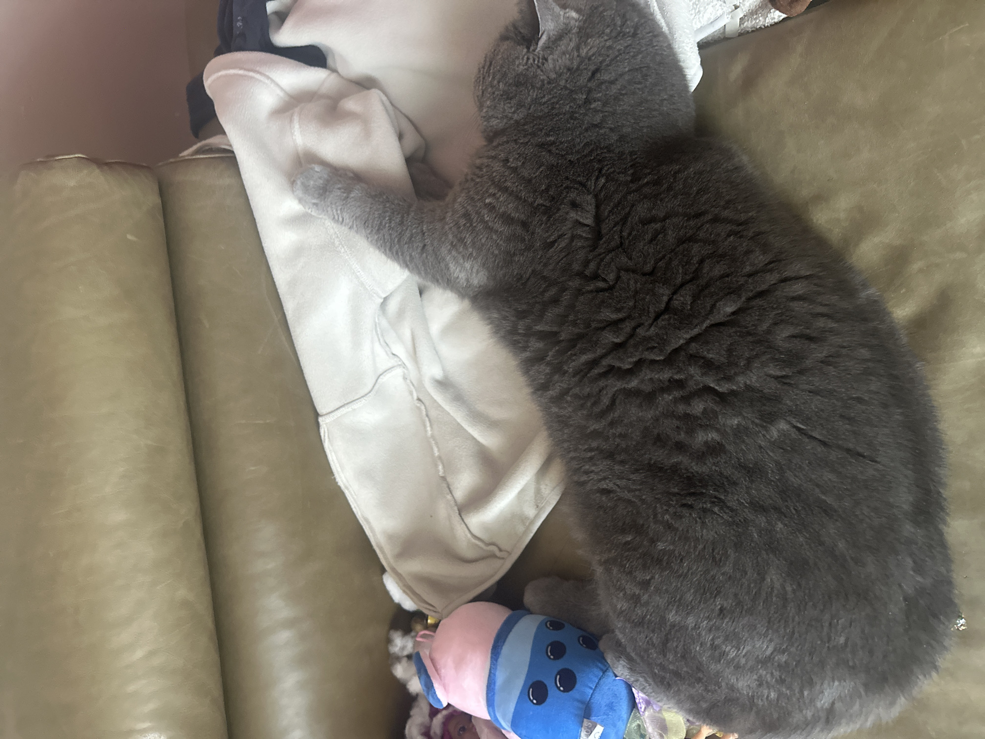 Gray cat rests on green couch in Frankfurt home