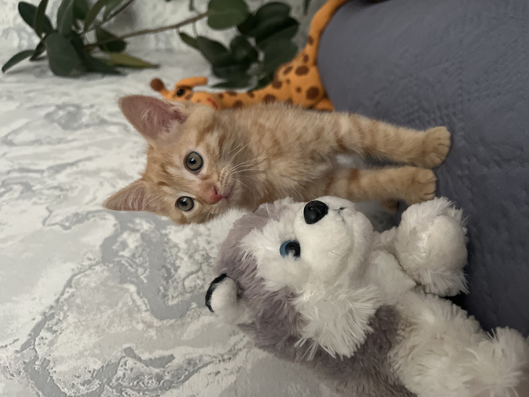 Shymkent garden life: flowers, cats, and backyard summer moments
