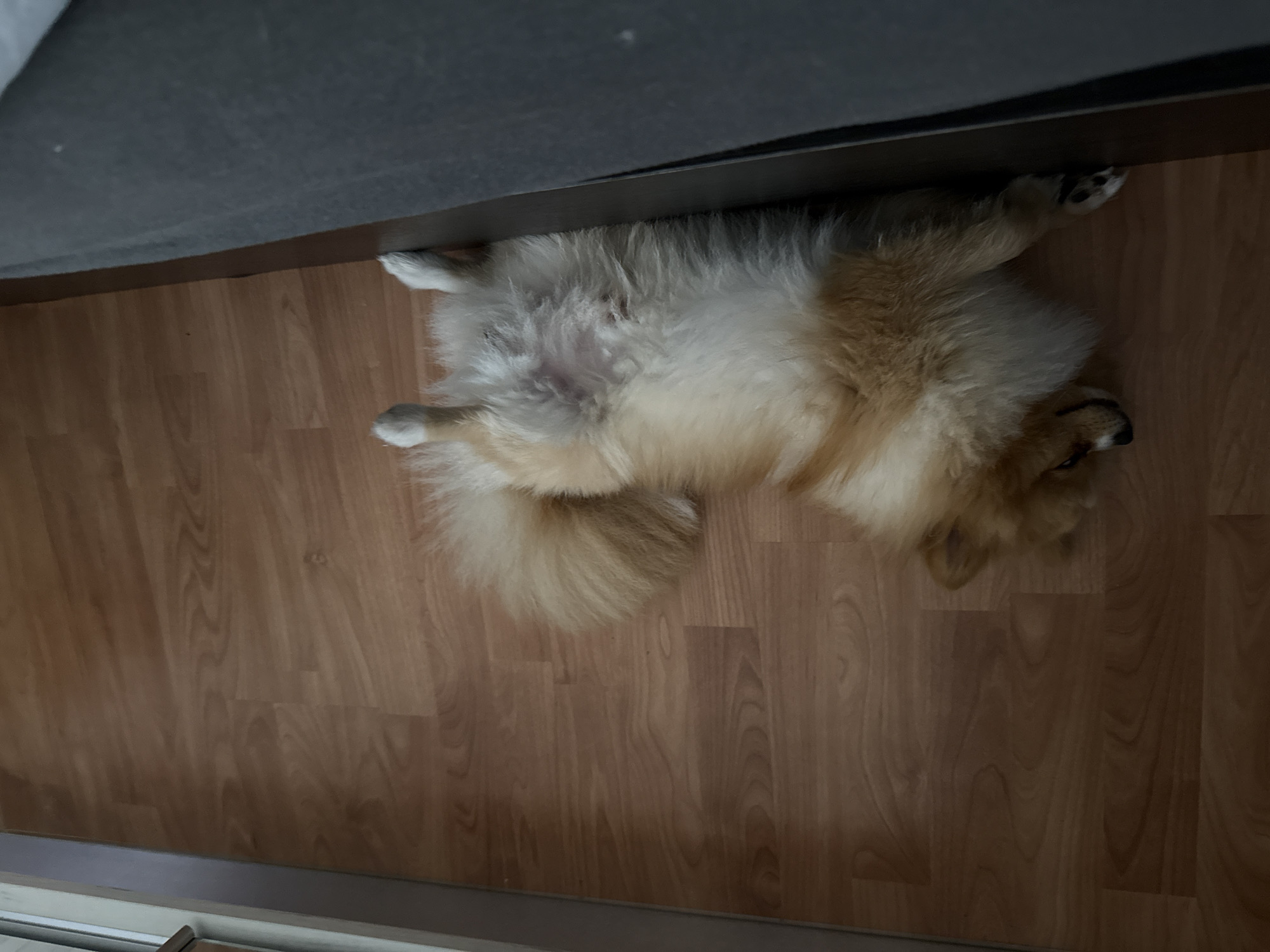 Fluffy dog enjoys belly rubs on wooden floor in Bulgaria