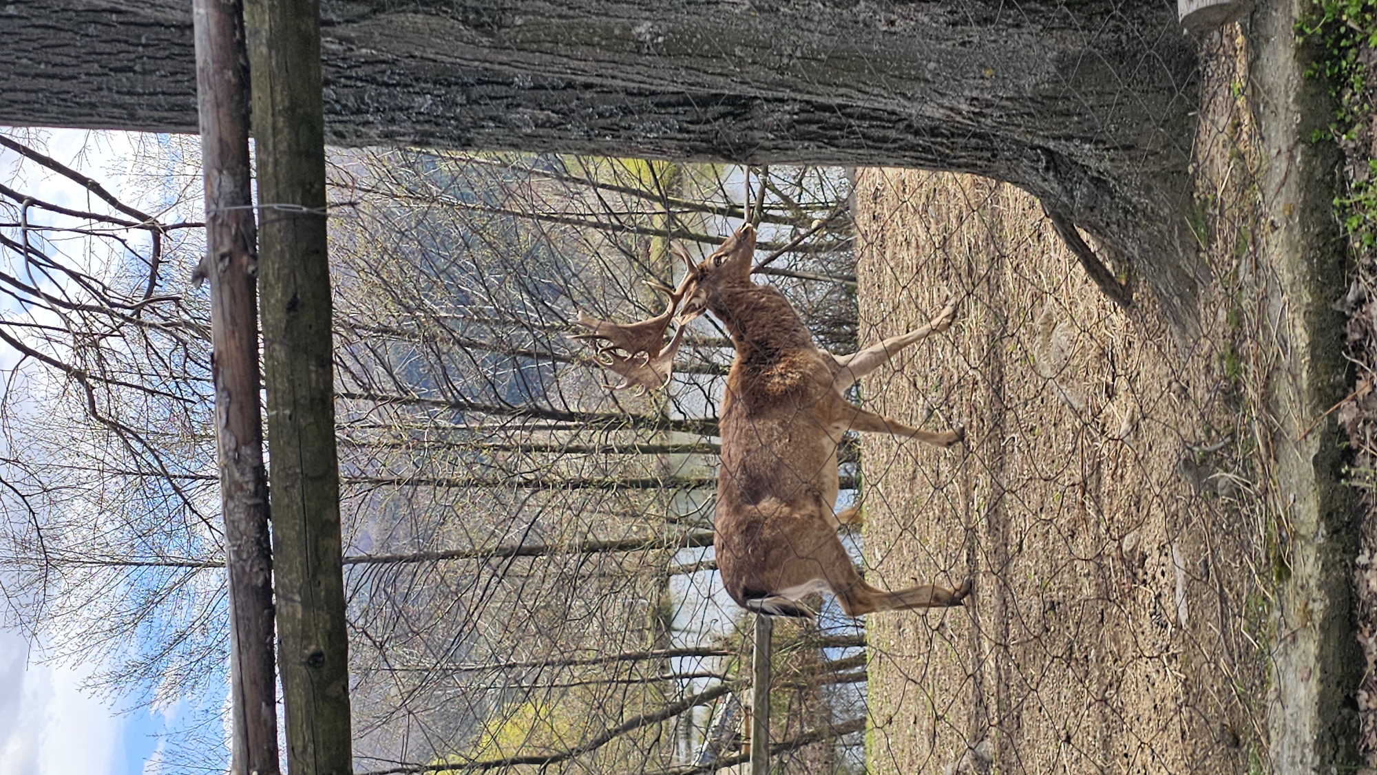Wildlife spotted at Klisura park facility in Bulgaria