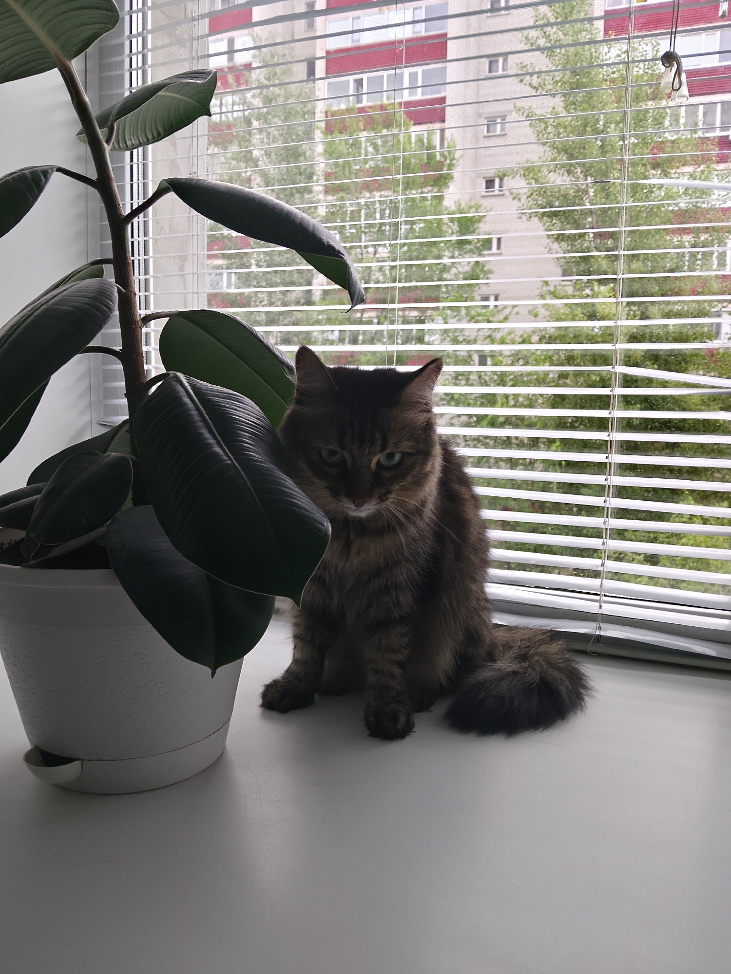 Tabby cat on a windowsill with a ficus plant nearby