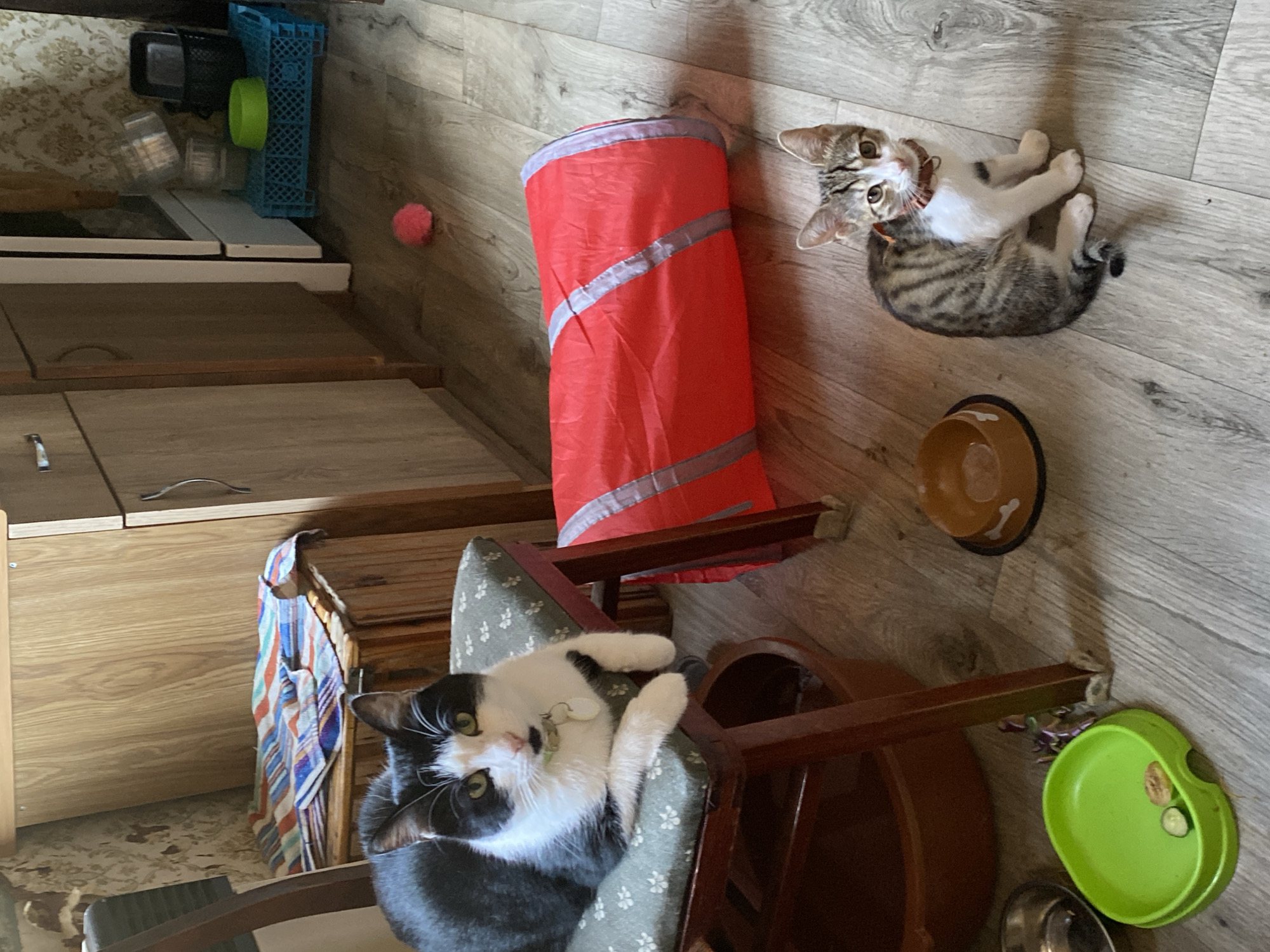 Cats and tattoos: a slow morning at home in Tbilisi