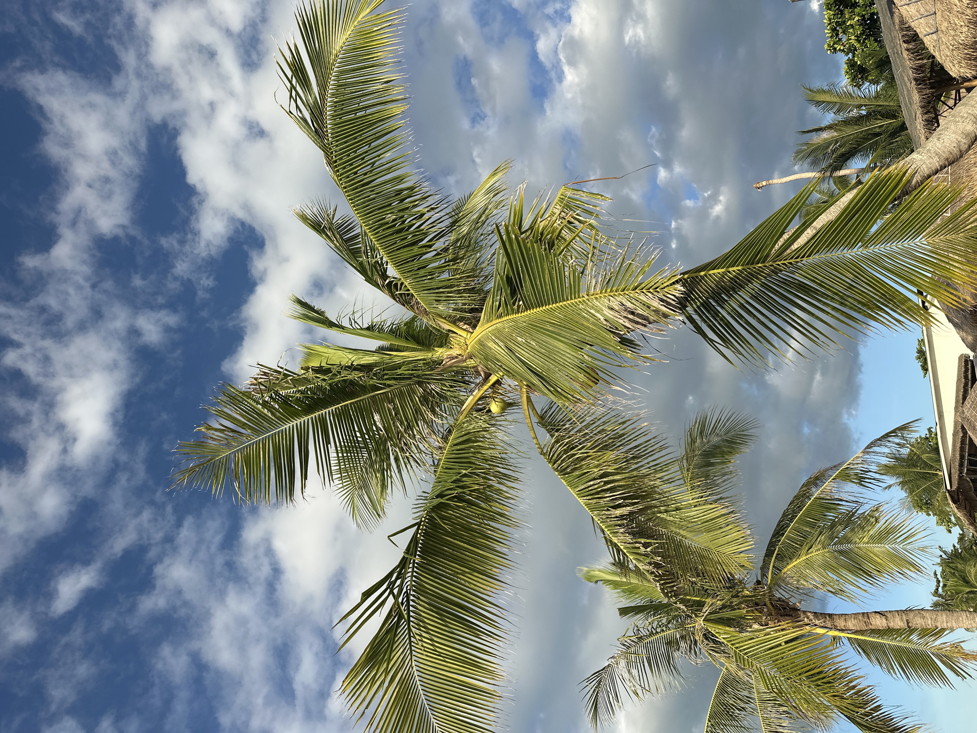 Palm trees reach into a cloudy blue sky in Baan Mae Nam