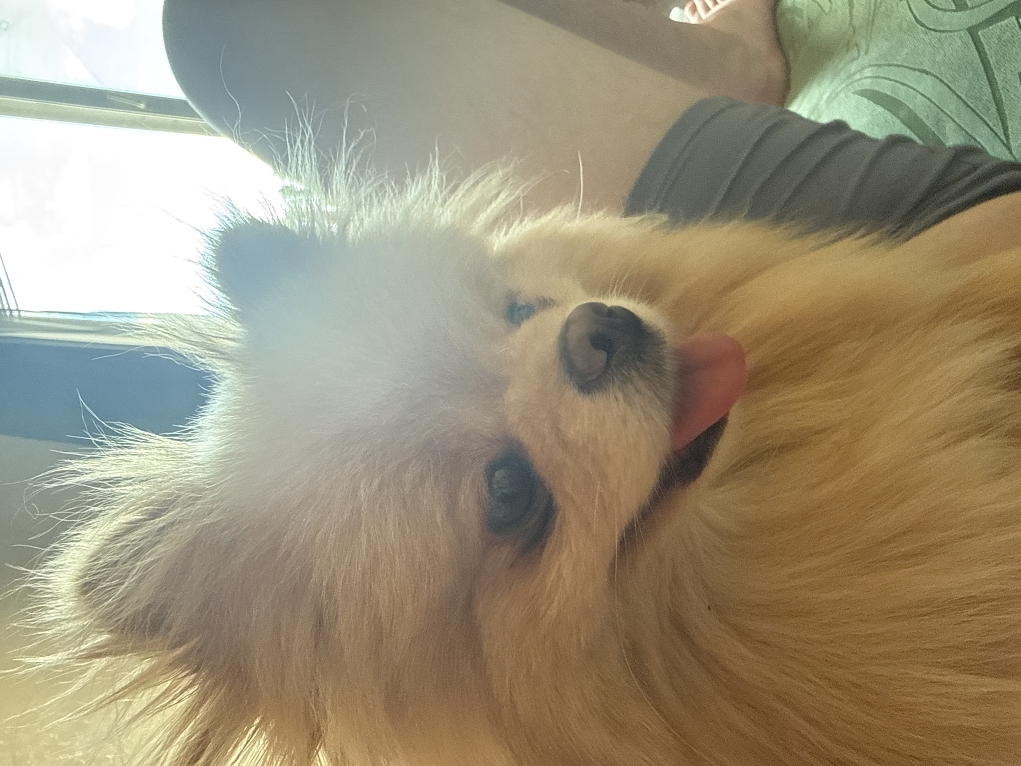 Pomeranian at home, snacks and everyday items nearby