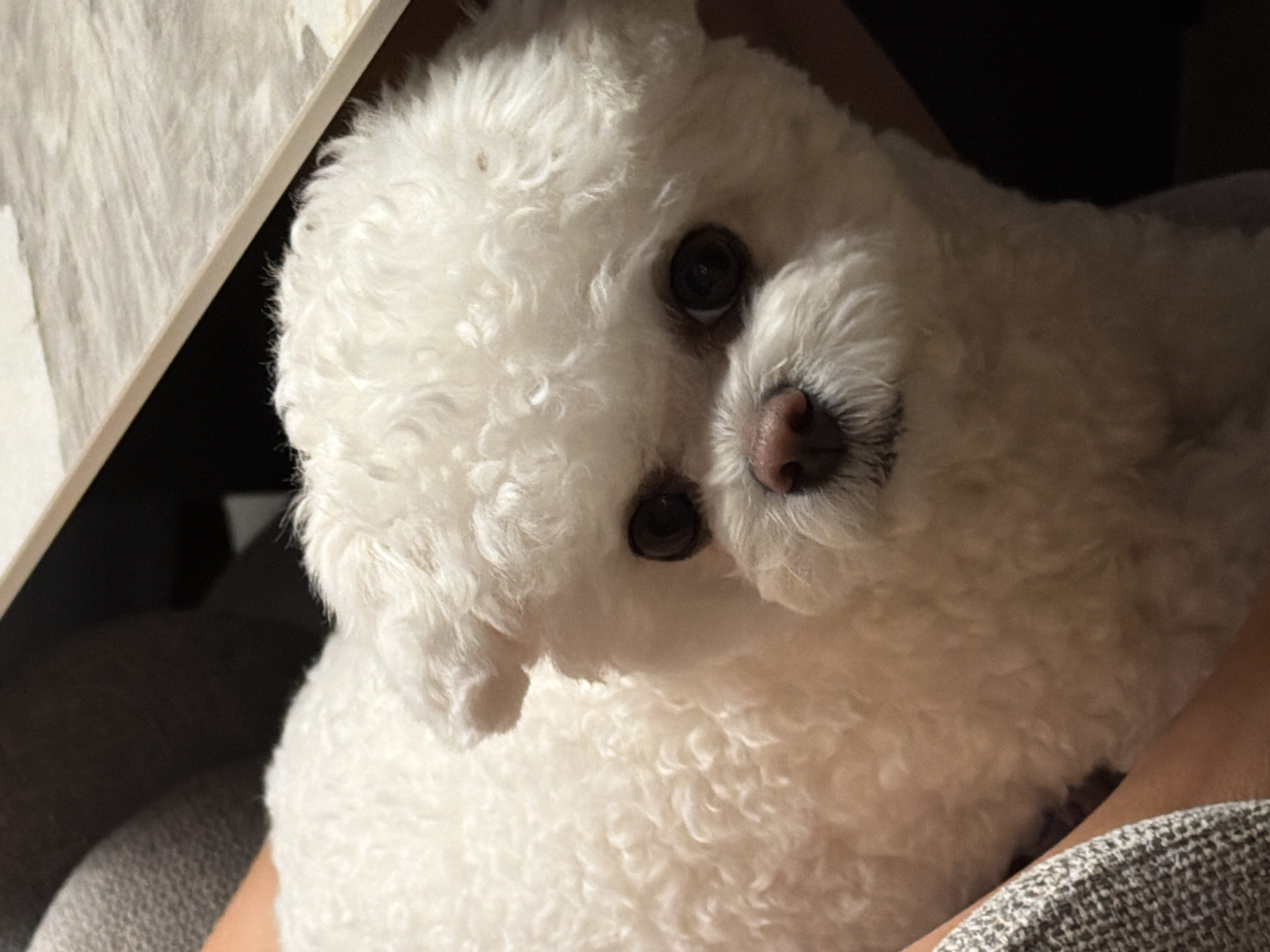 Bichon Frise steals the show at a Choeng Thale hangout