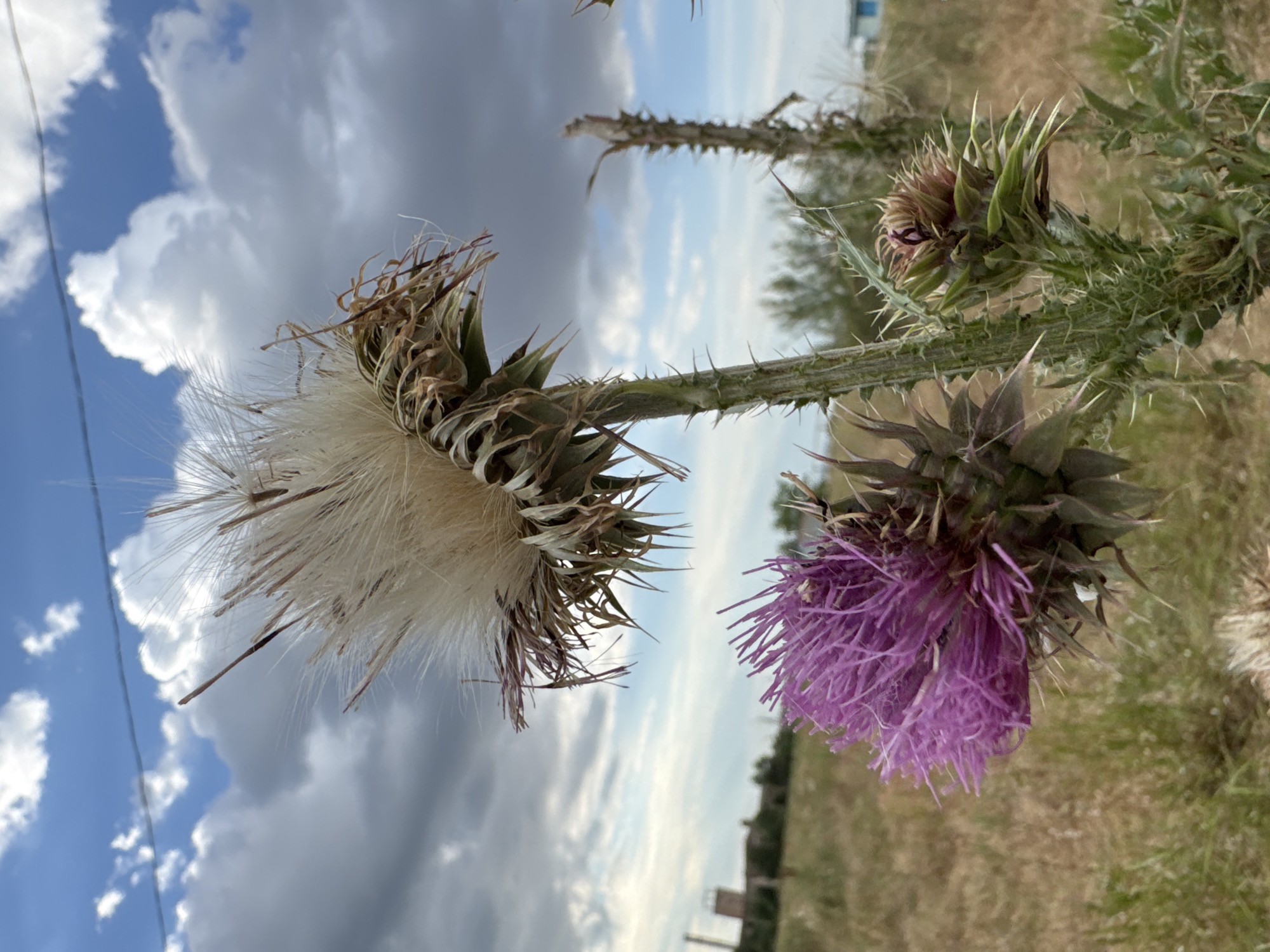 Wildflowers, storm skies, and quiet nature scenes near Odesa