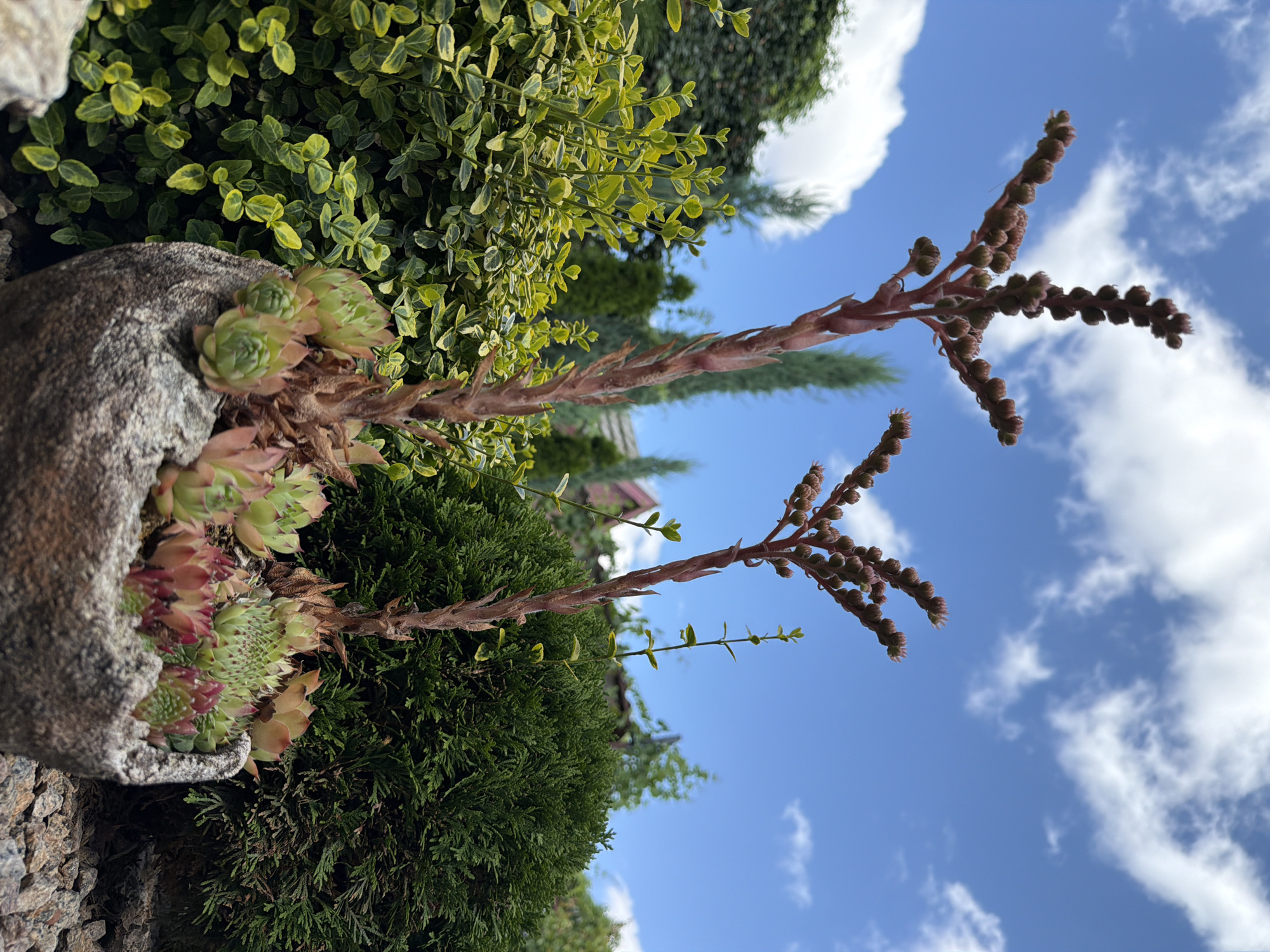 A stroll through a well-tended ornamental garden