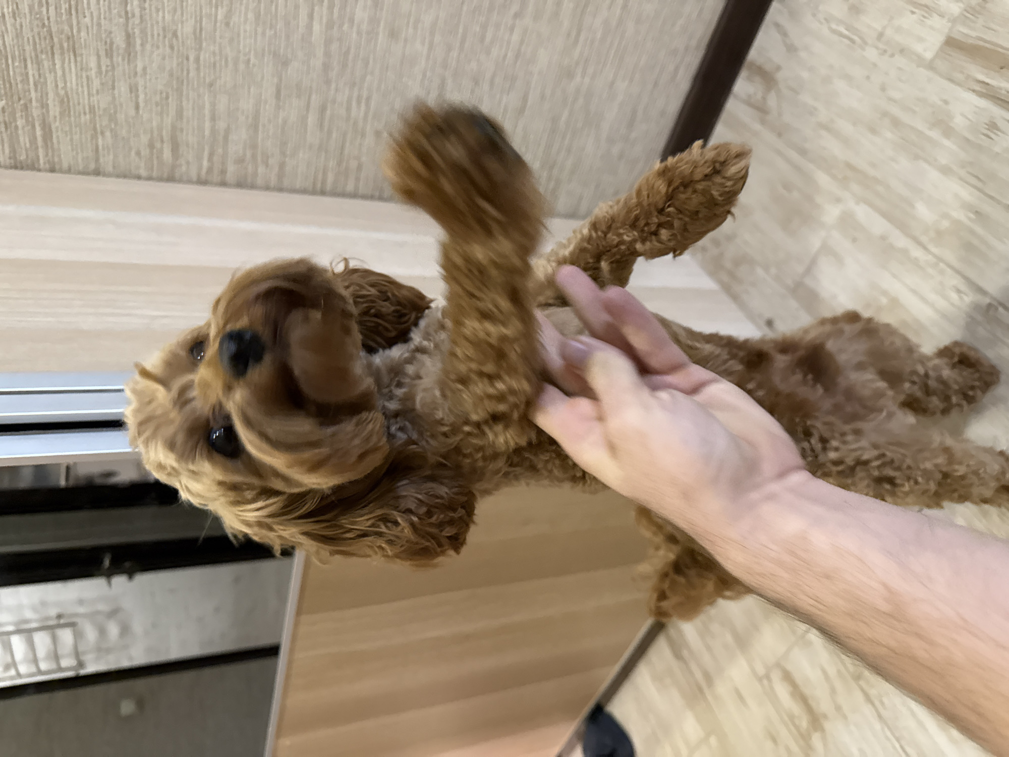 Yekaterinburg resident documents home life with pet, artwork