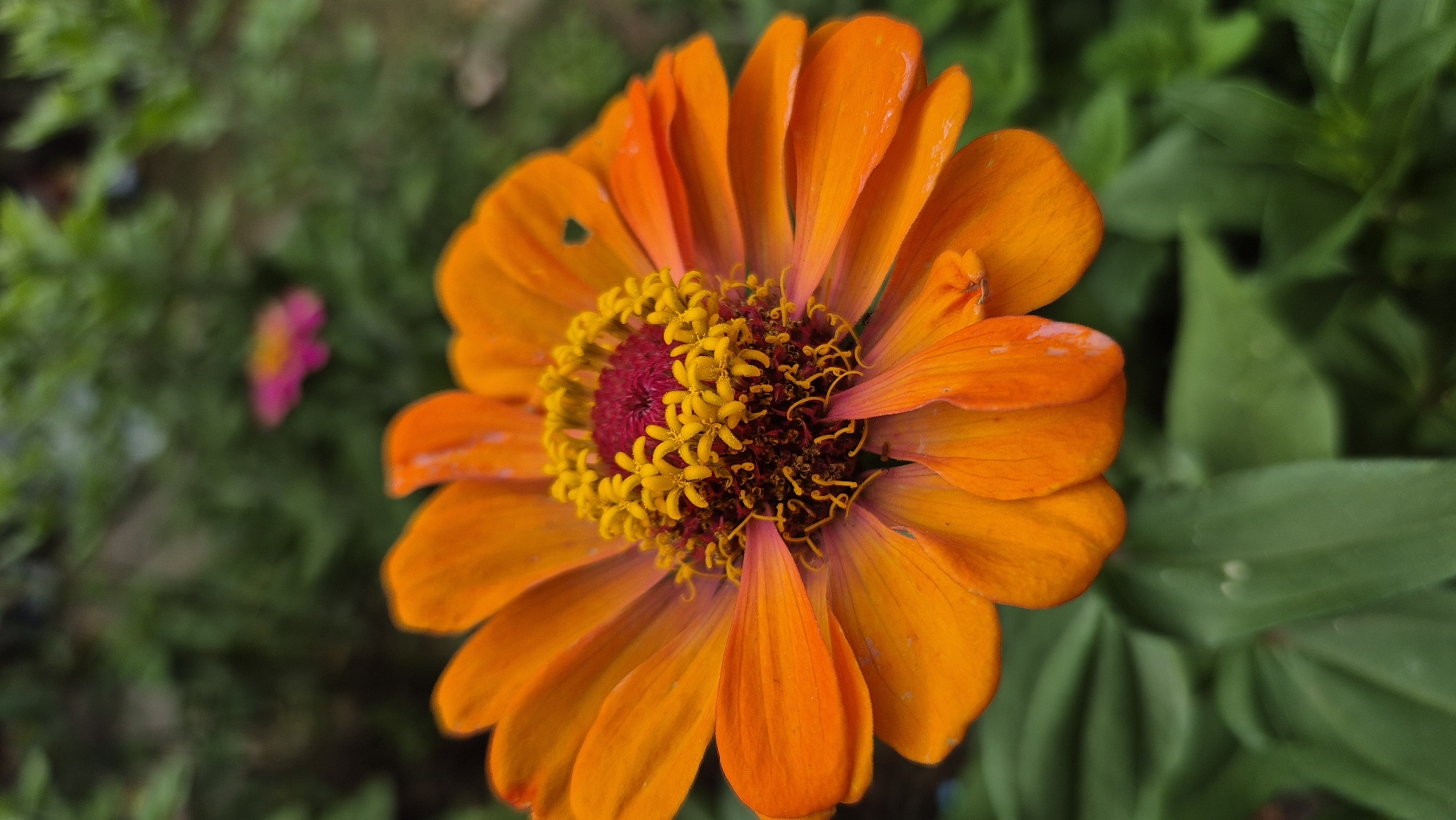 A Bulgarian garden in full summer bloom, captured in detail.