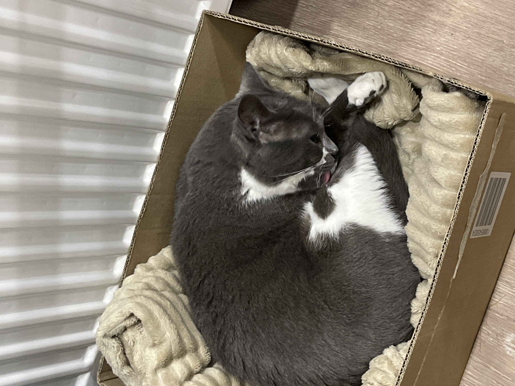Cat rests in cardboard box, everyday moments captured in Tbilisi