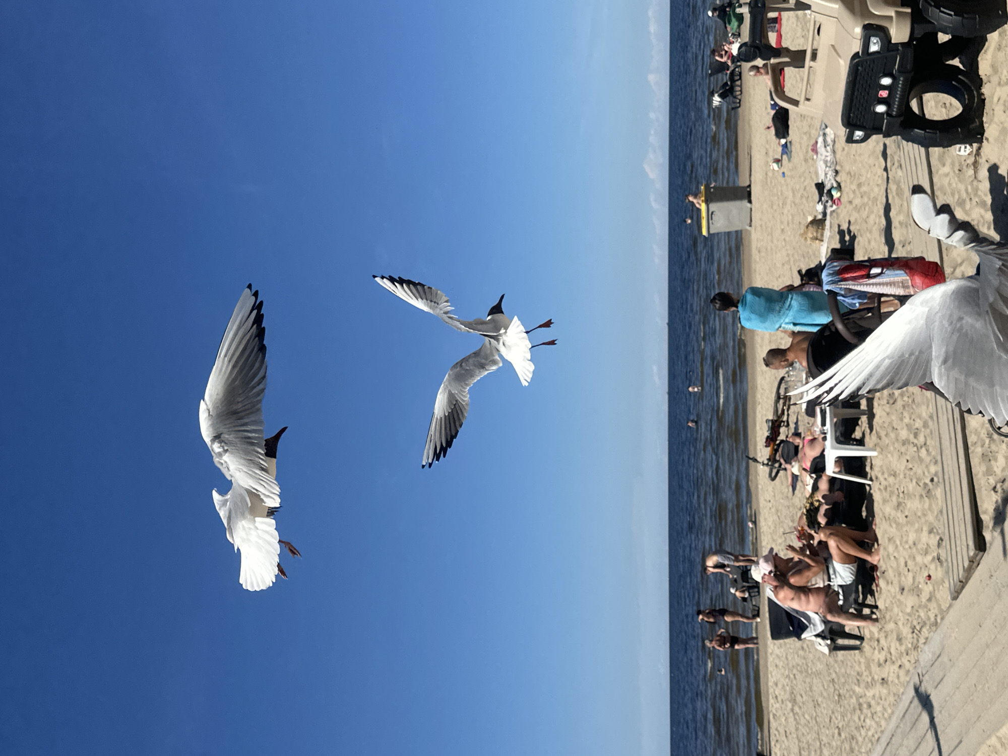 Seagulls and beachgoers on a sunny Jūrmala afternoon
