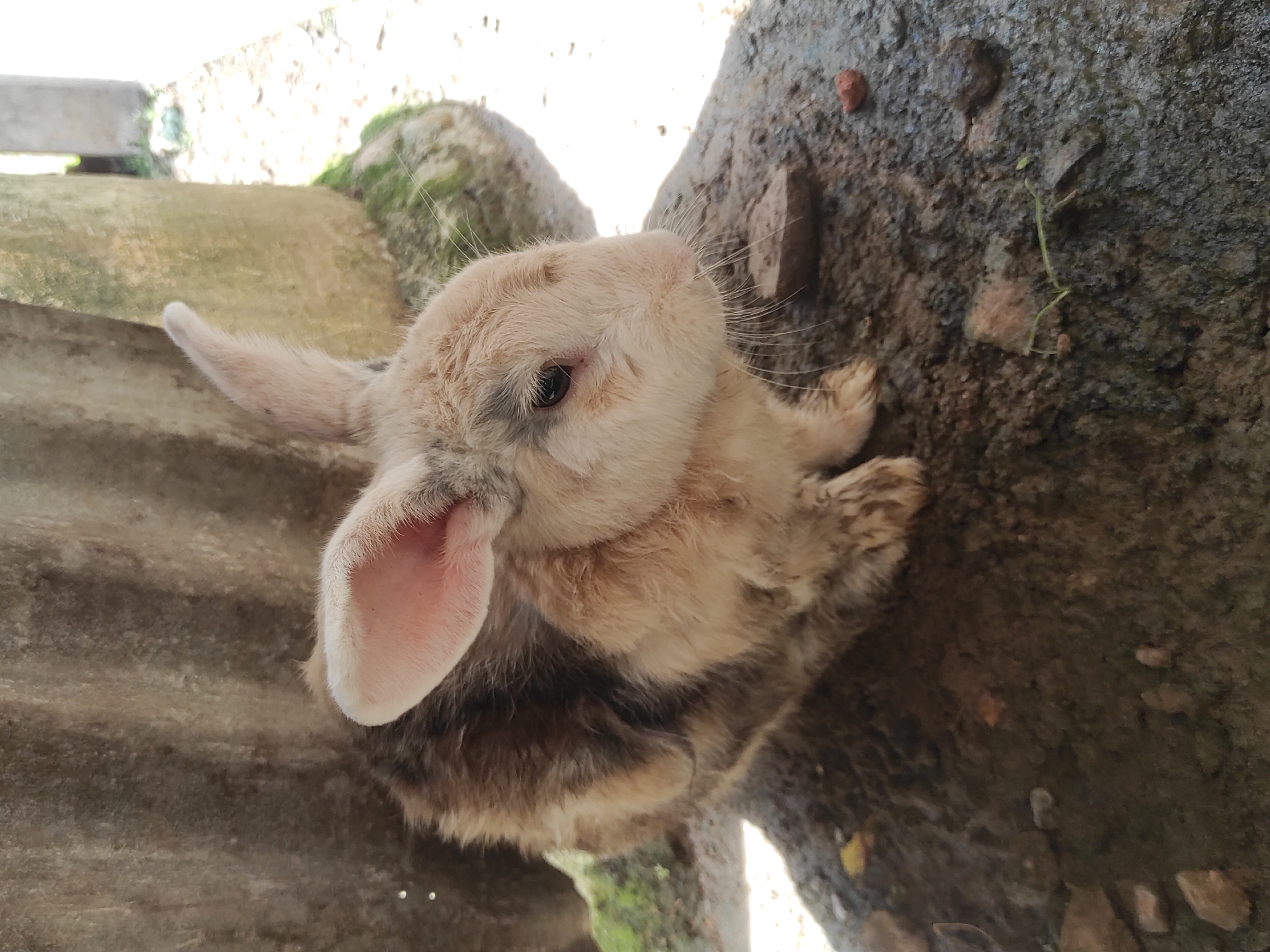 Nature sightings captured in Lhokseumawe: rabbit and mushrooms observed