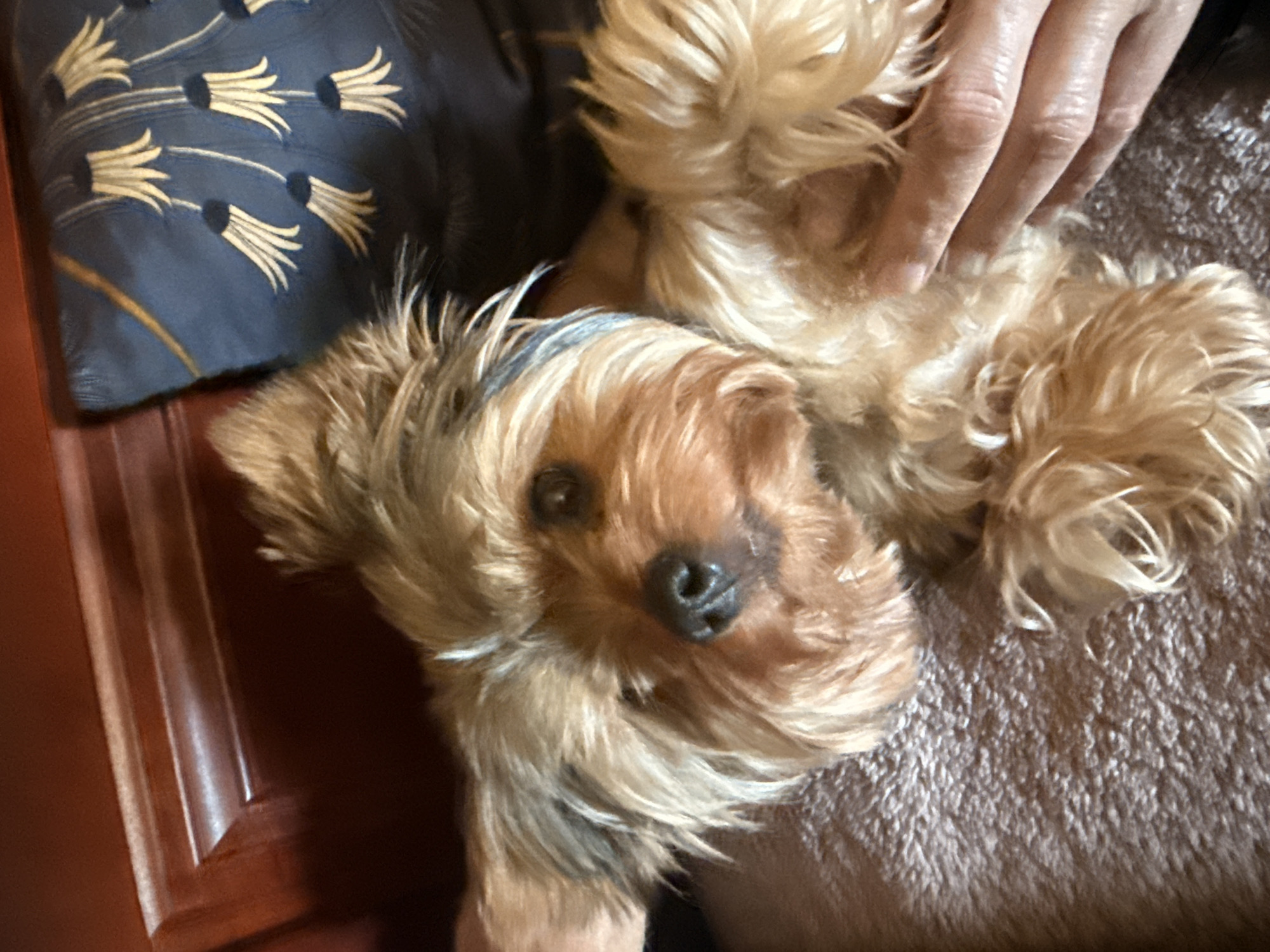 Lazy summer morning with a Yorkie, orchids, and greenery in Rudamina