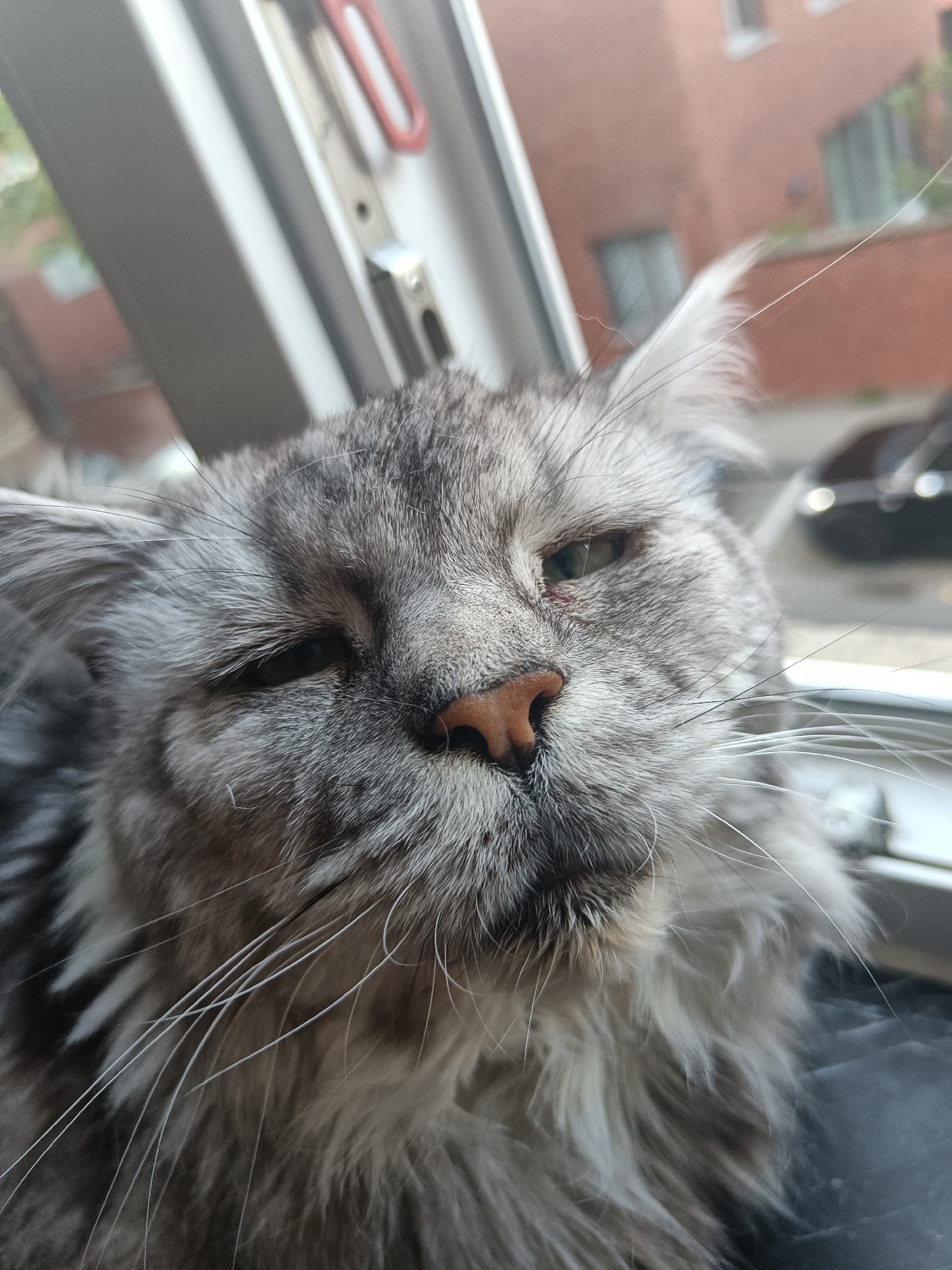 Maine Coon cats window-watch from Leuven apartment ledges
