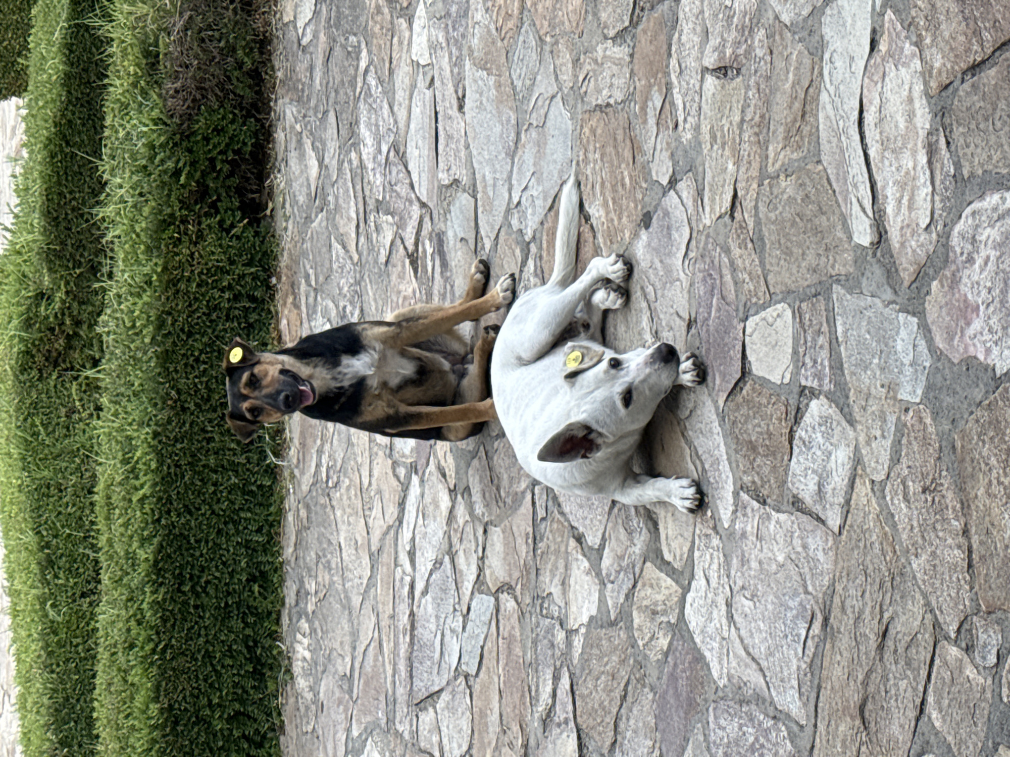 Two dogs chilling on a stone path in Aksakovo
