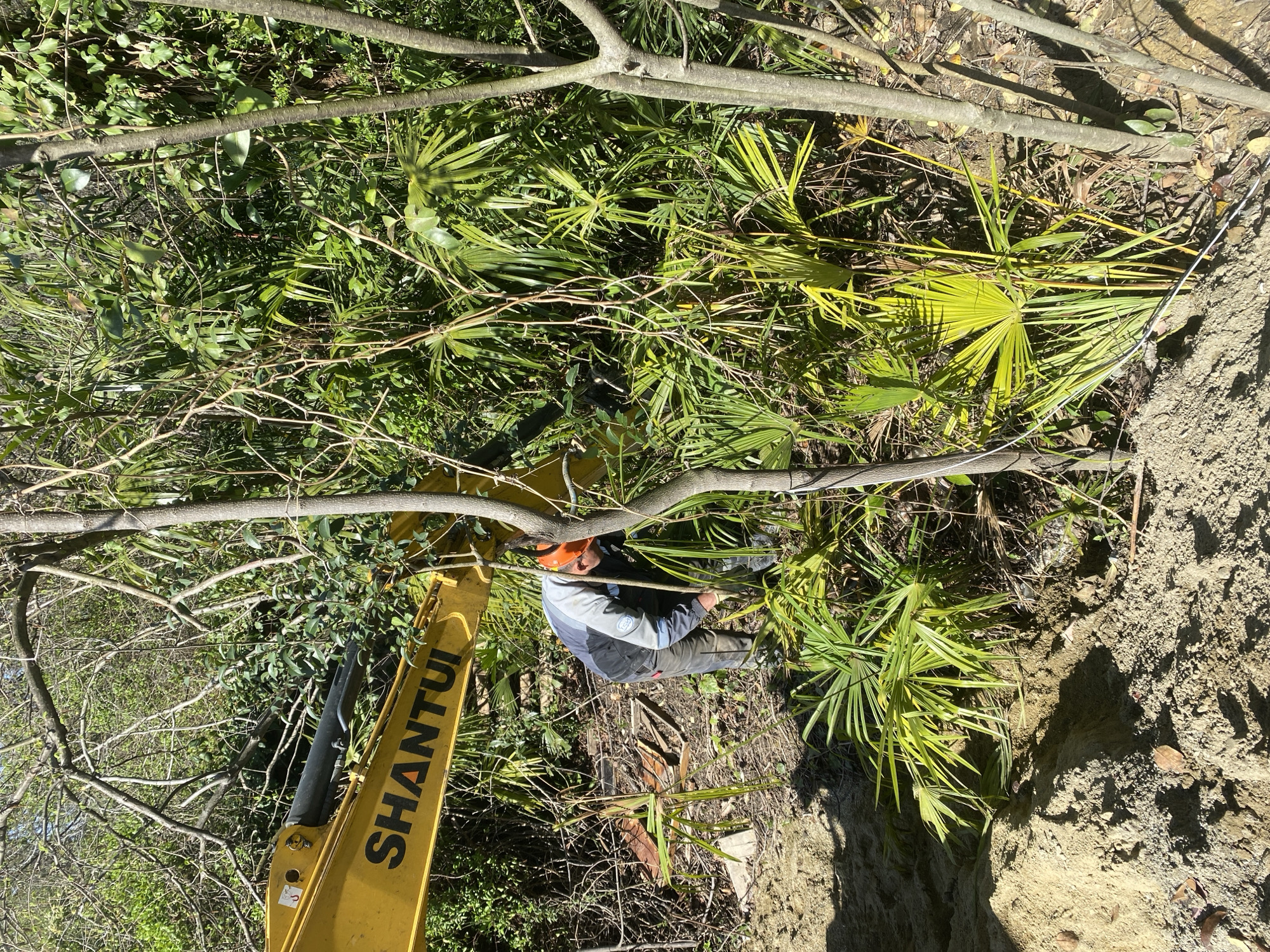 Construction work continues in wooded area of Sochi