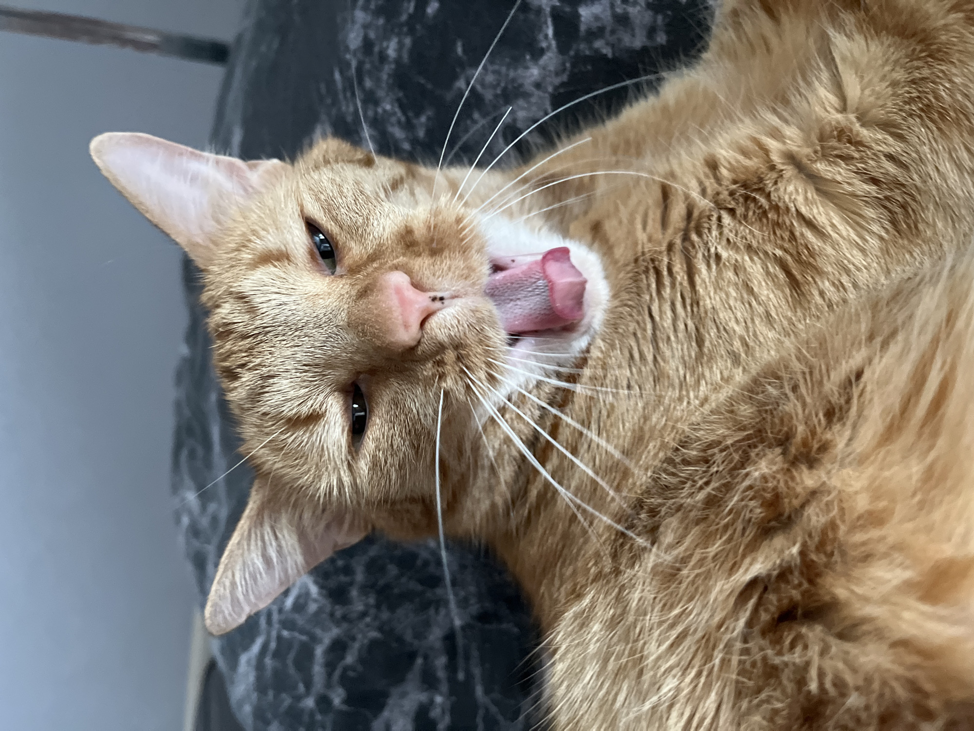 Orange tabby cat photographed resting in Shushary, Russia