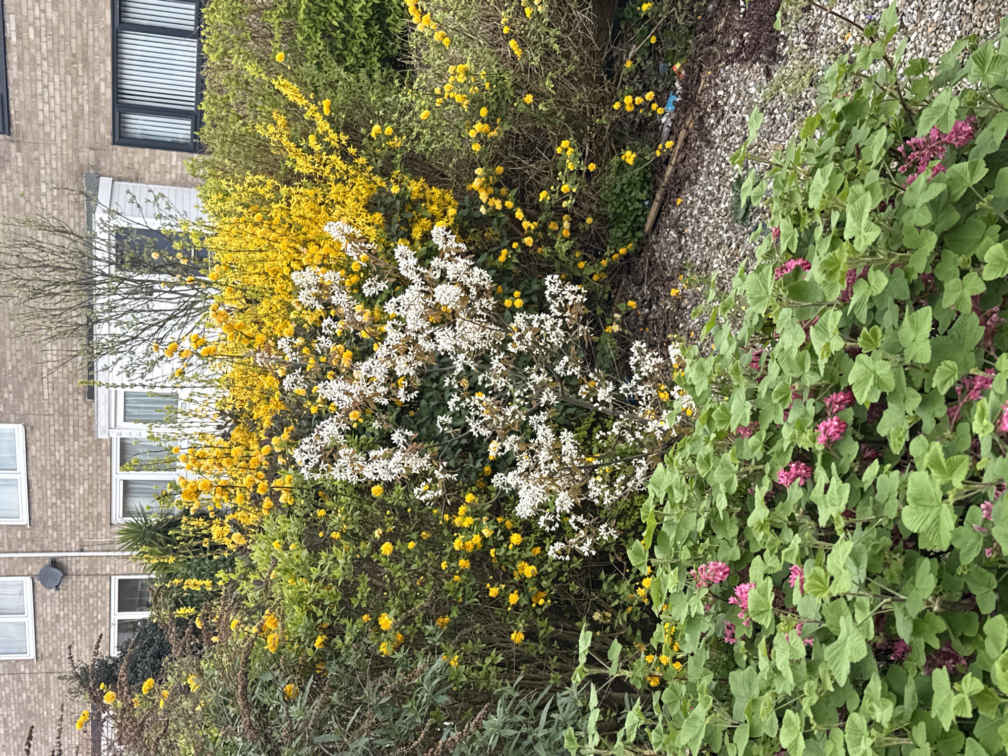 Spring blooms documented across Great Yarmouth residential areas