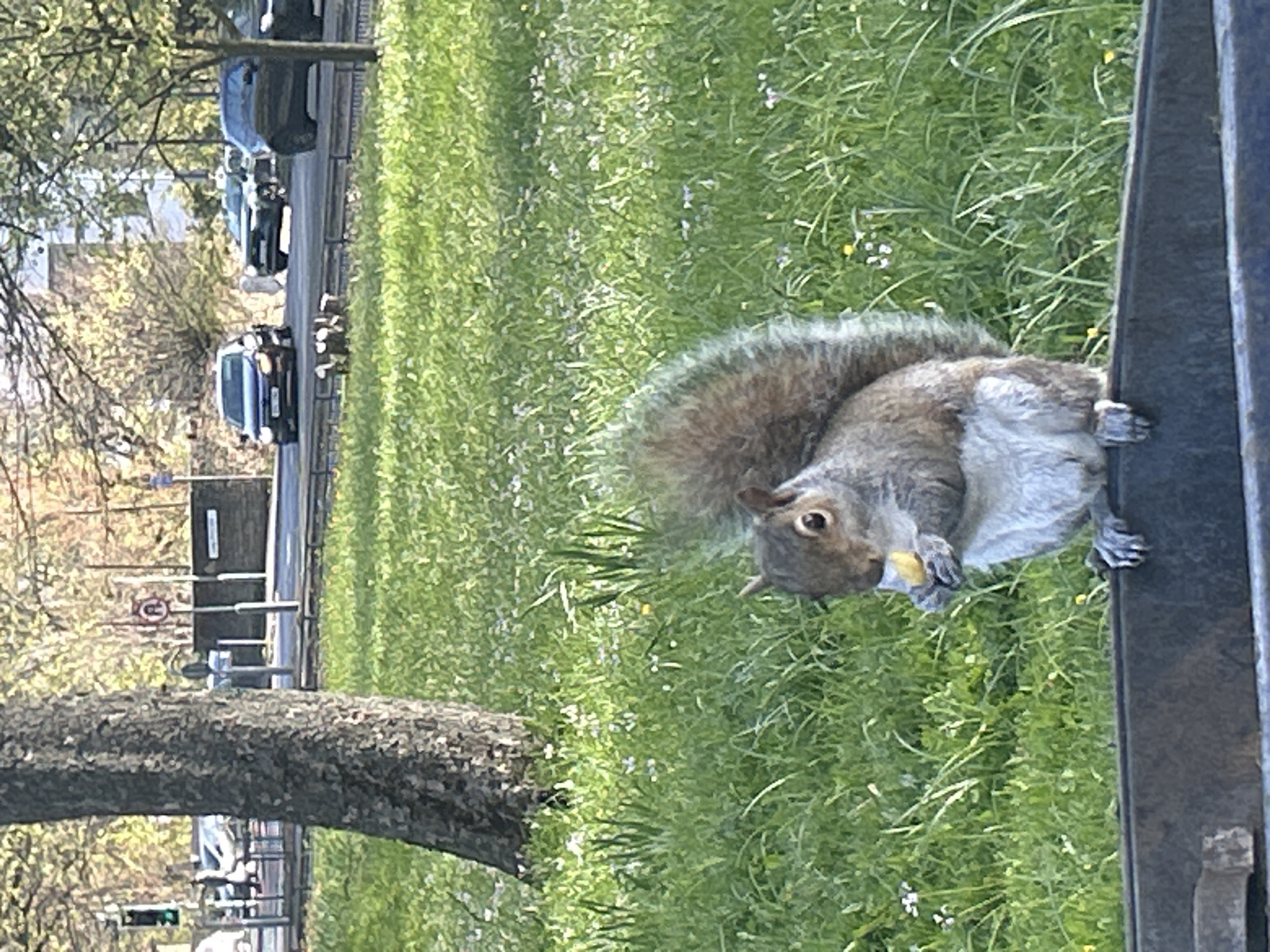 Gray squirrel spotted foraging in Bradford park area