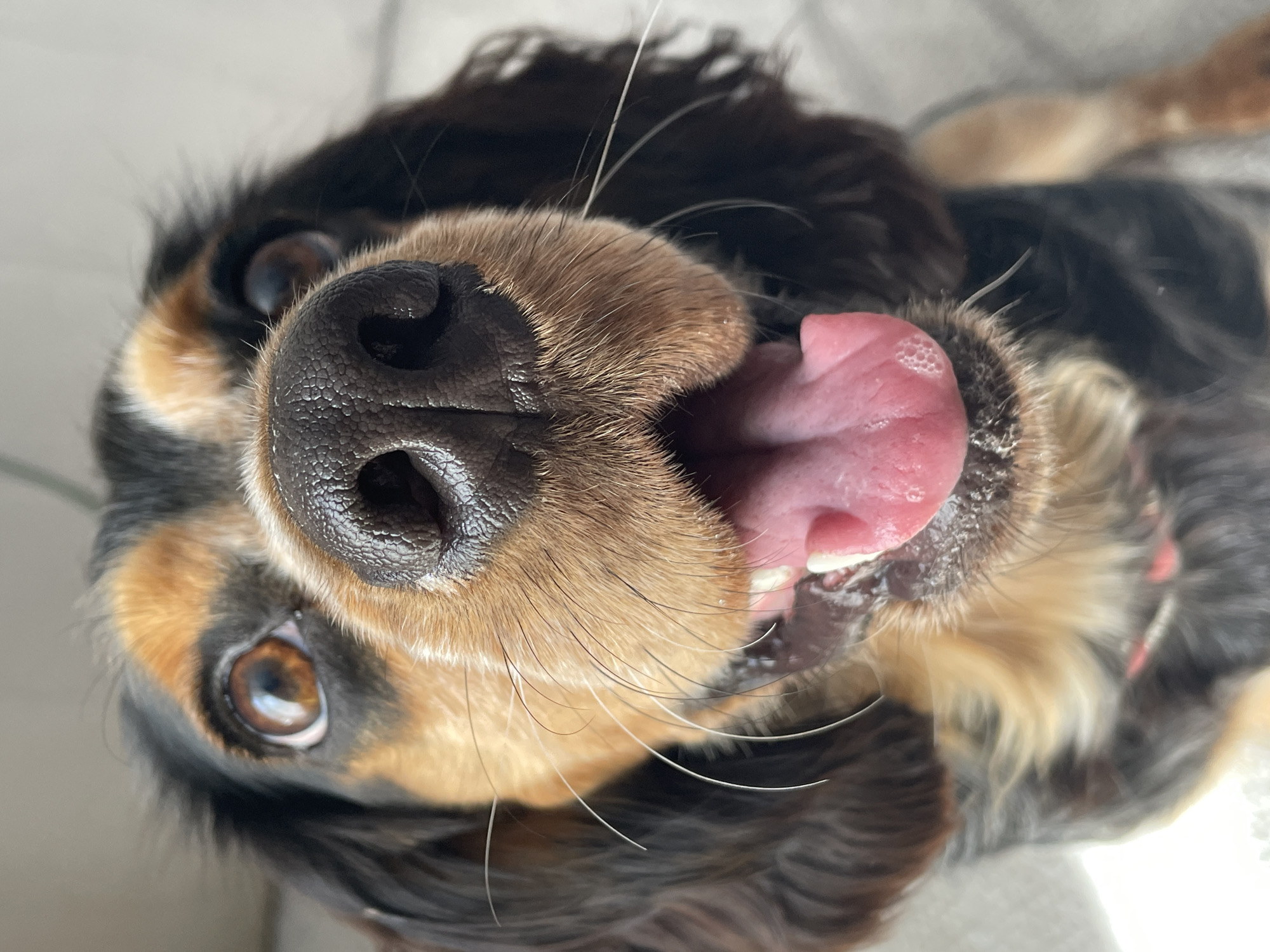 Tricolor Spaniel mix relaxing and getting attention indoors
