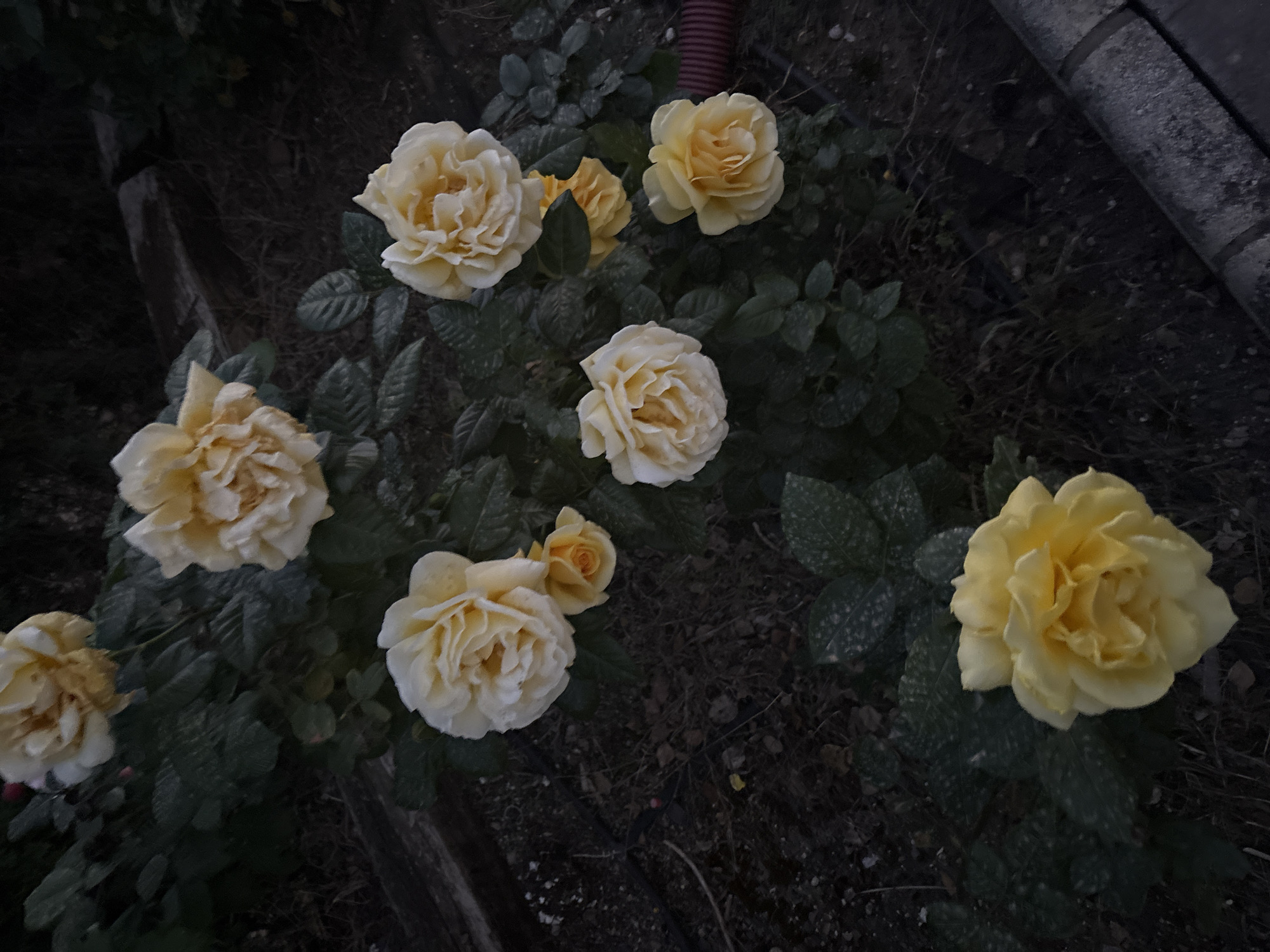Evening garden flowers documented in Spanish residential development