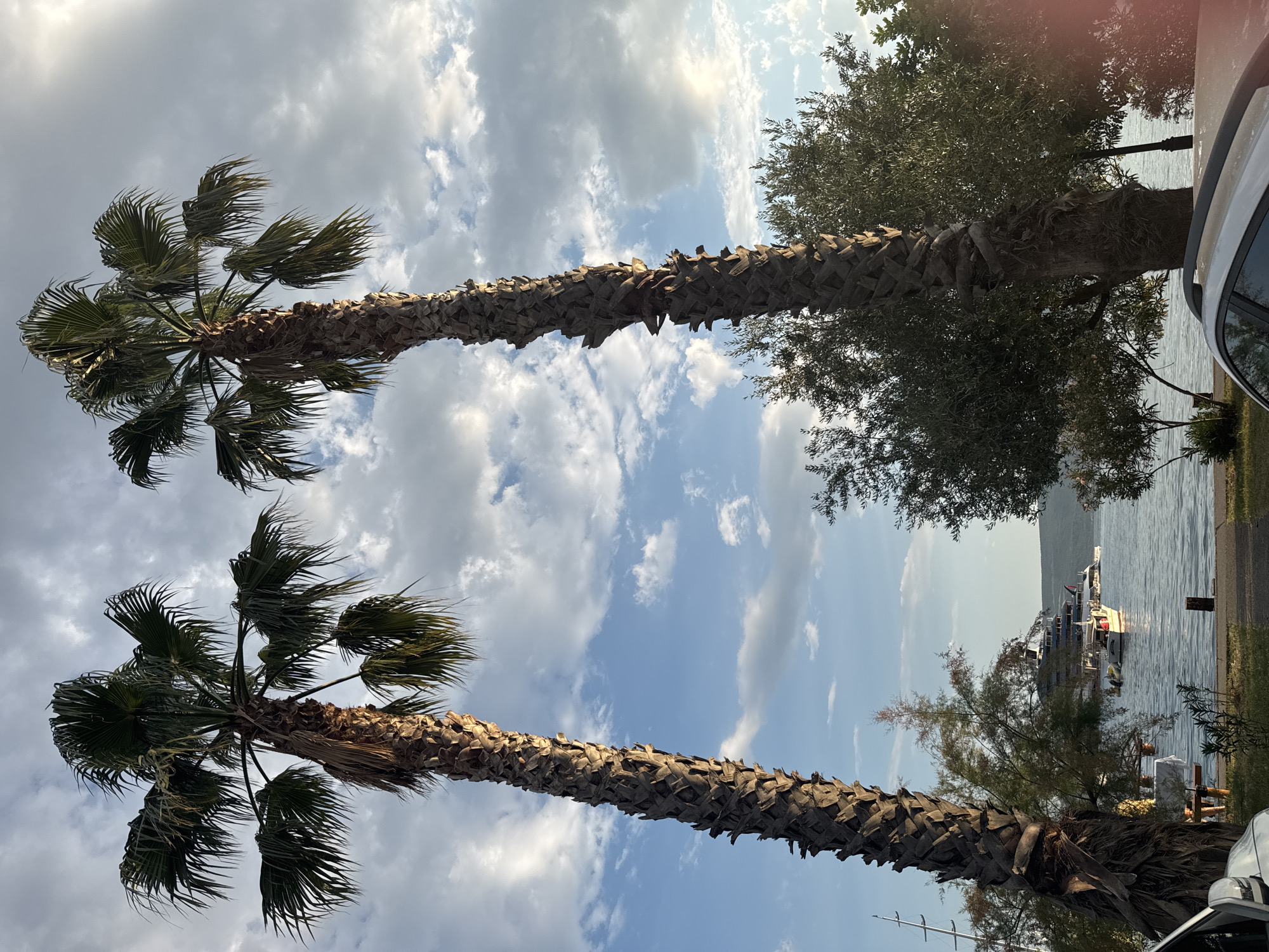 Tivat waterfront: superyachts, street cats, and Mediterranean greenery