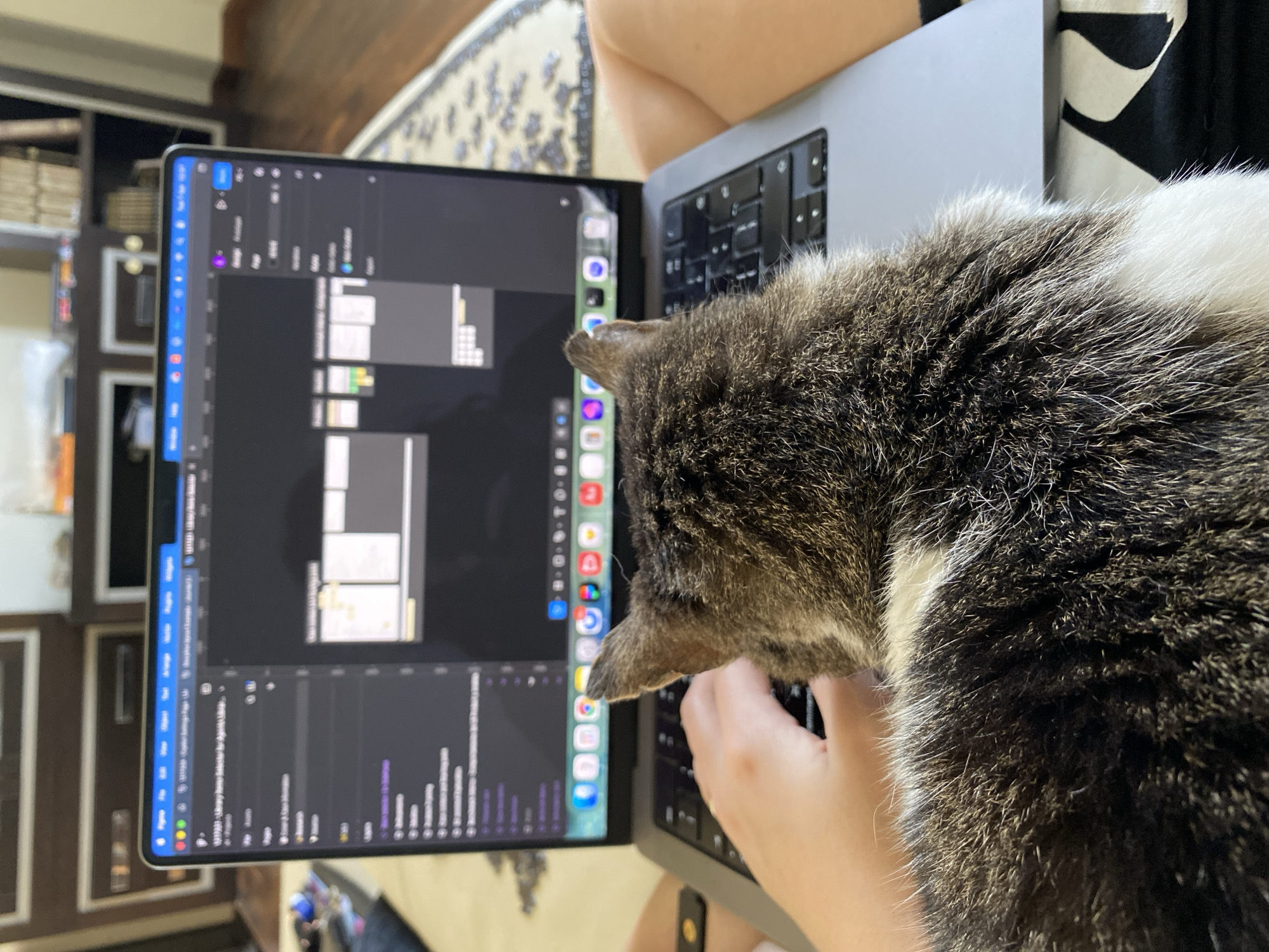 Morning routine with cat puzzle, laptop work, measured meals