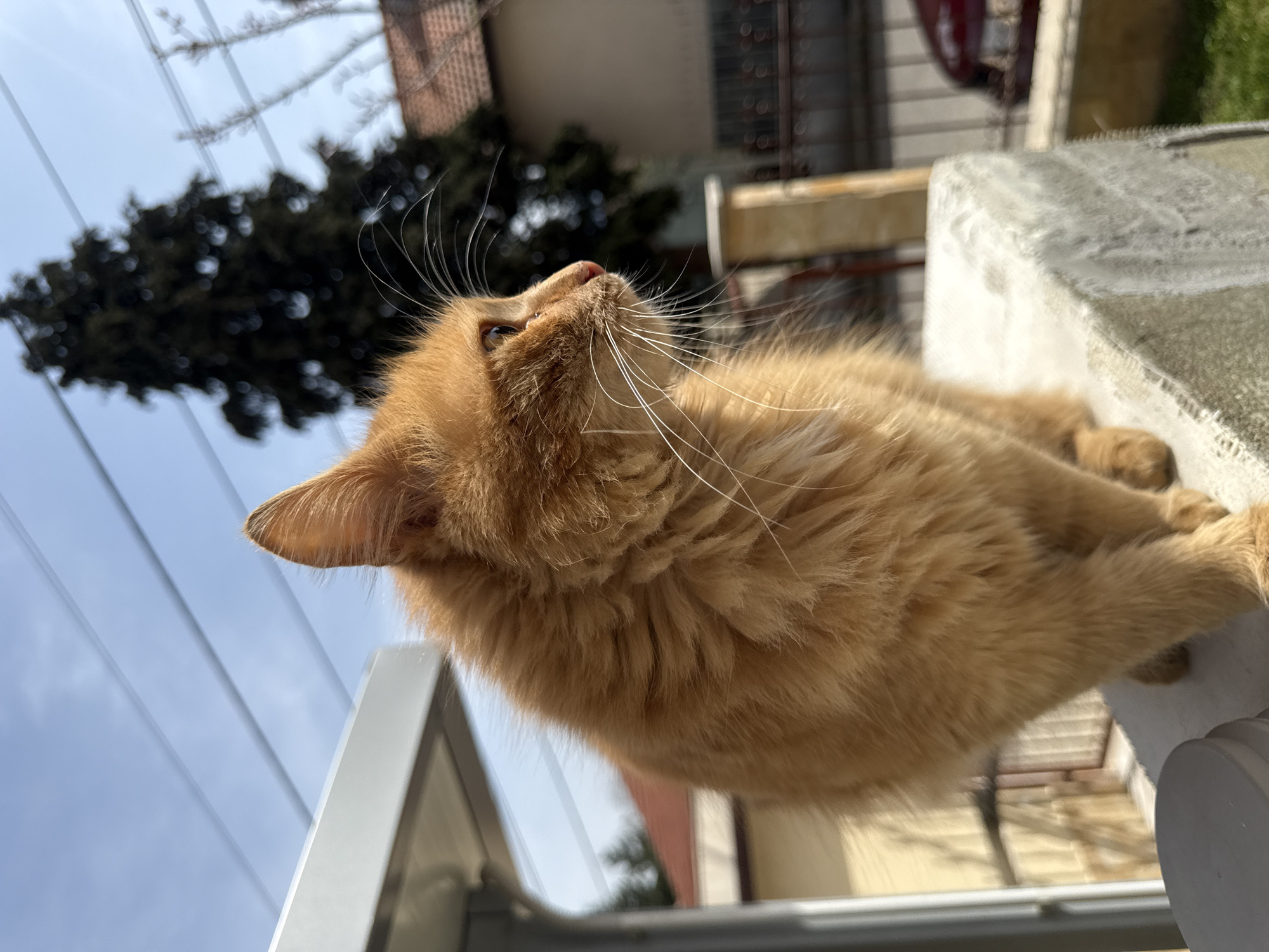 Orange cat spotted around Berkovitsa, Bulgaria throughout morning