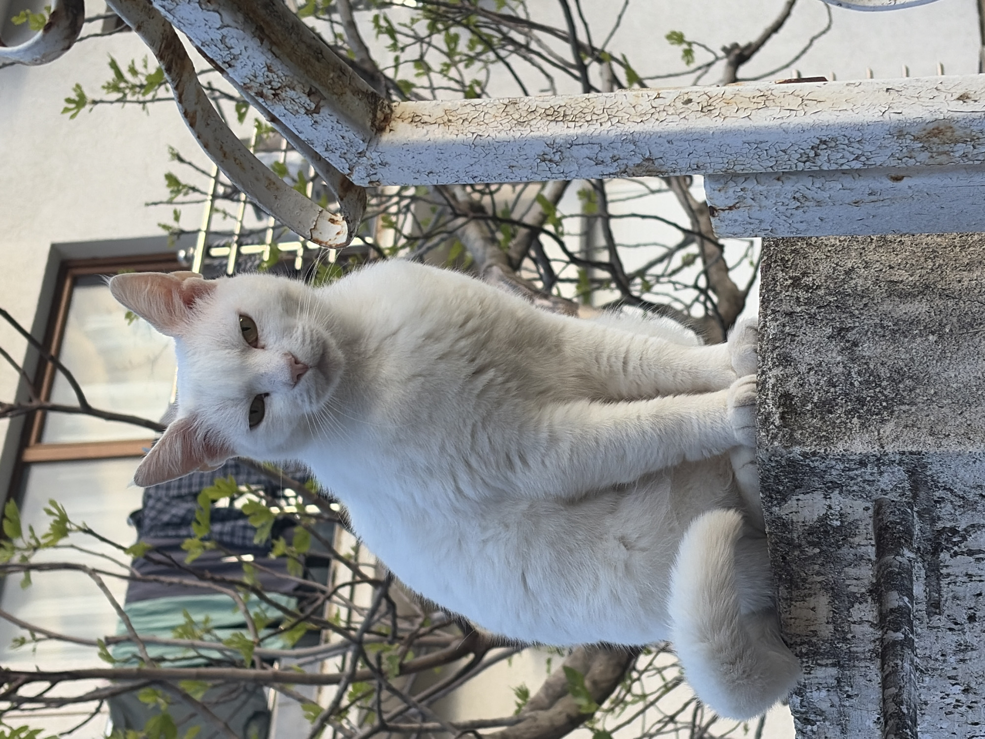 Cat and portrait moments captured in Budva, Montenegro