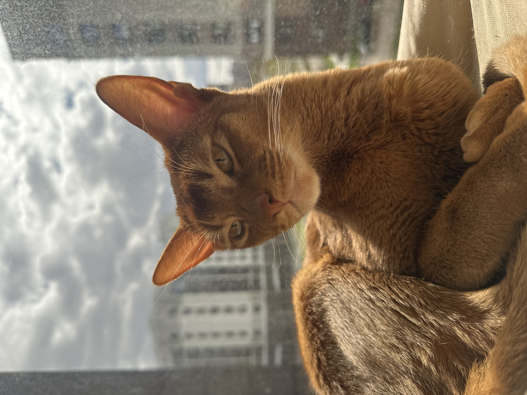 Cat spotted by window in Kazan, Russia