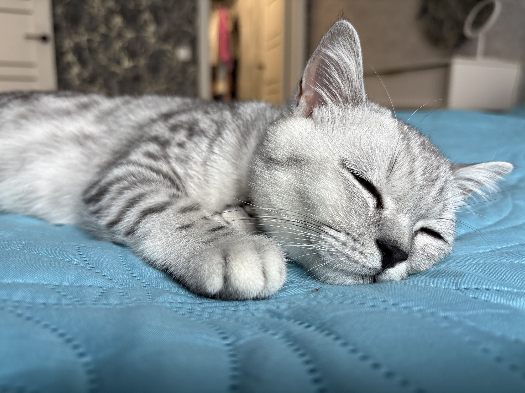 Lazy afternoon selfies with a silver tabby in Izhevsk