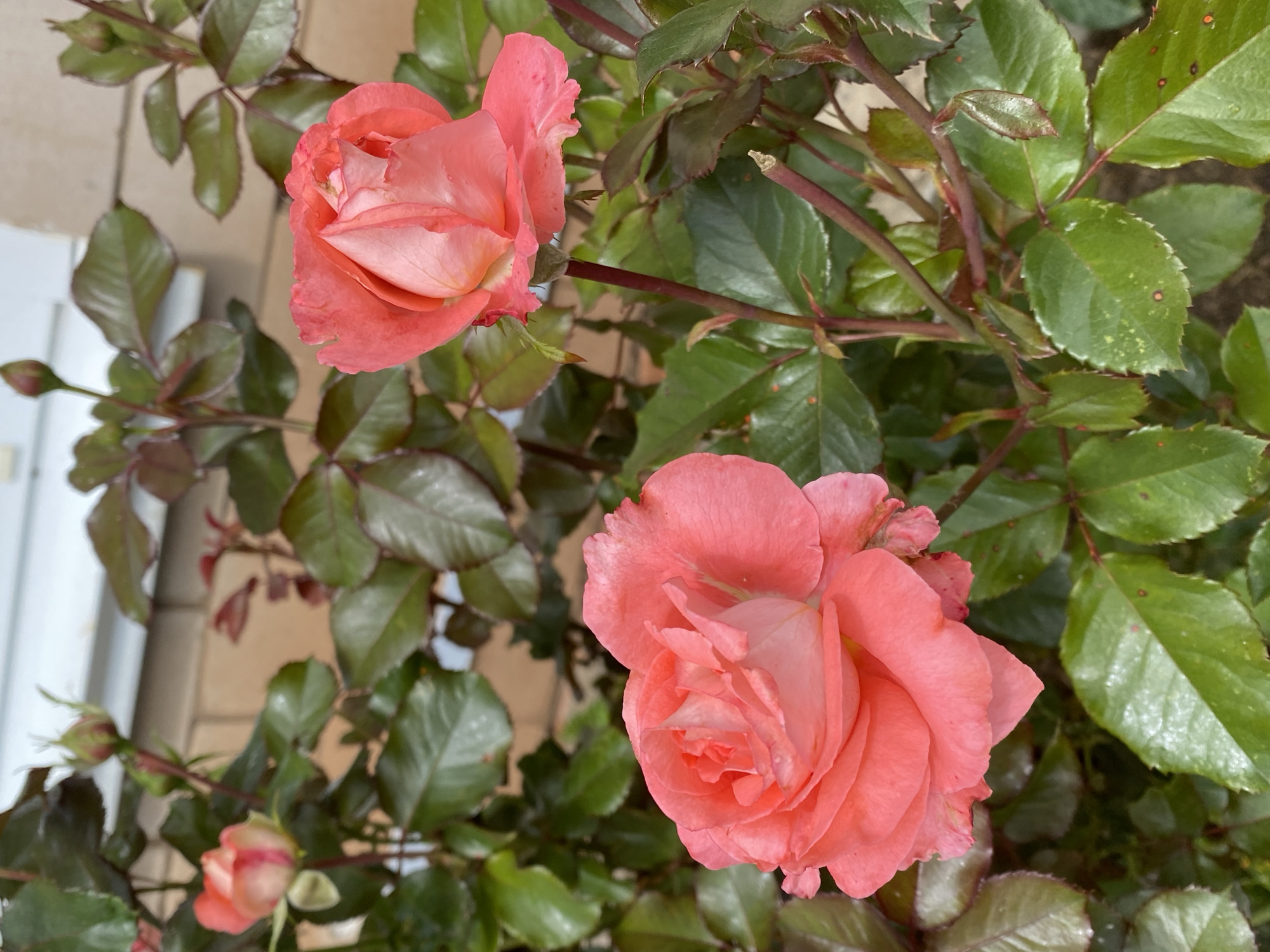Close-up garden tour: roses, wildflowers, and berries in bloom