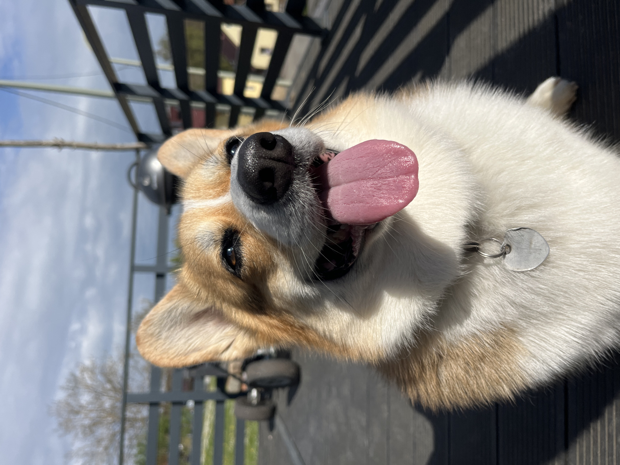 Child plays with pedal car alongside Corgi on German deck
