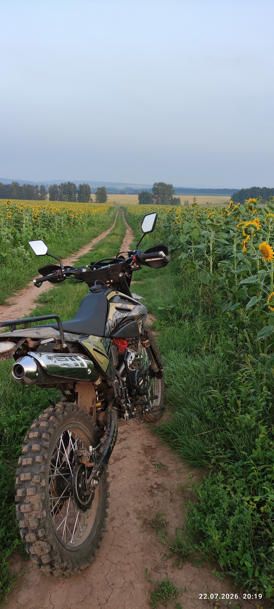 Dirt bike parked in a sunflower field at sunset
